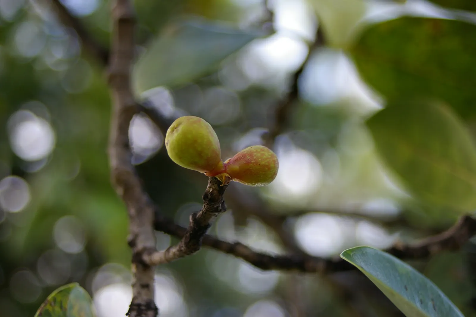 Indian Laurel Fig (Ficus Microcarpa) — are oval-shaped and measure about 2 to 3 inches in length; it is quite tolerant of different soil types, provided they