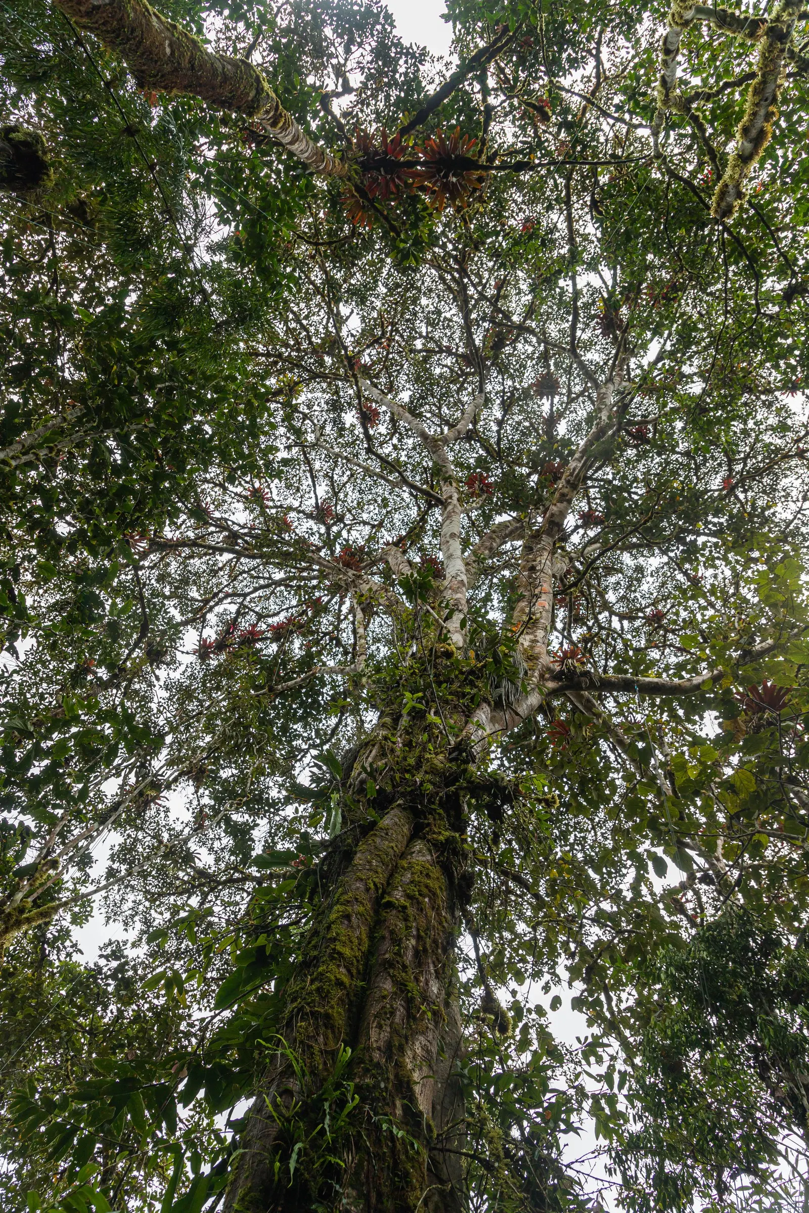 Indian Laurel Fig (Ficus Microcarpa) — This versatile species typically reaches 25 to 30 feet in height with a comparable spread; which along with, image 75