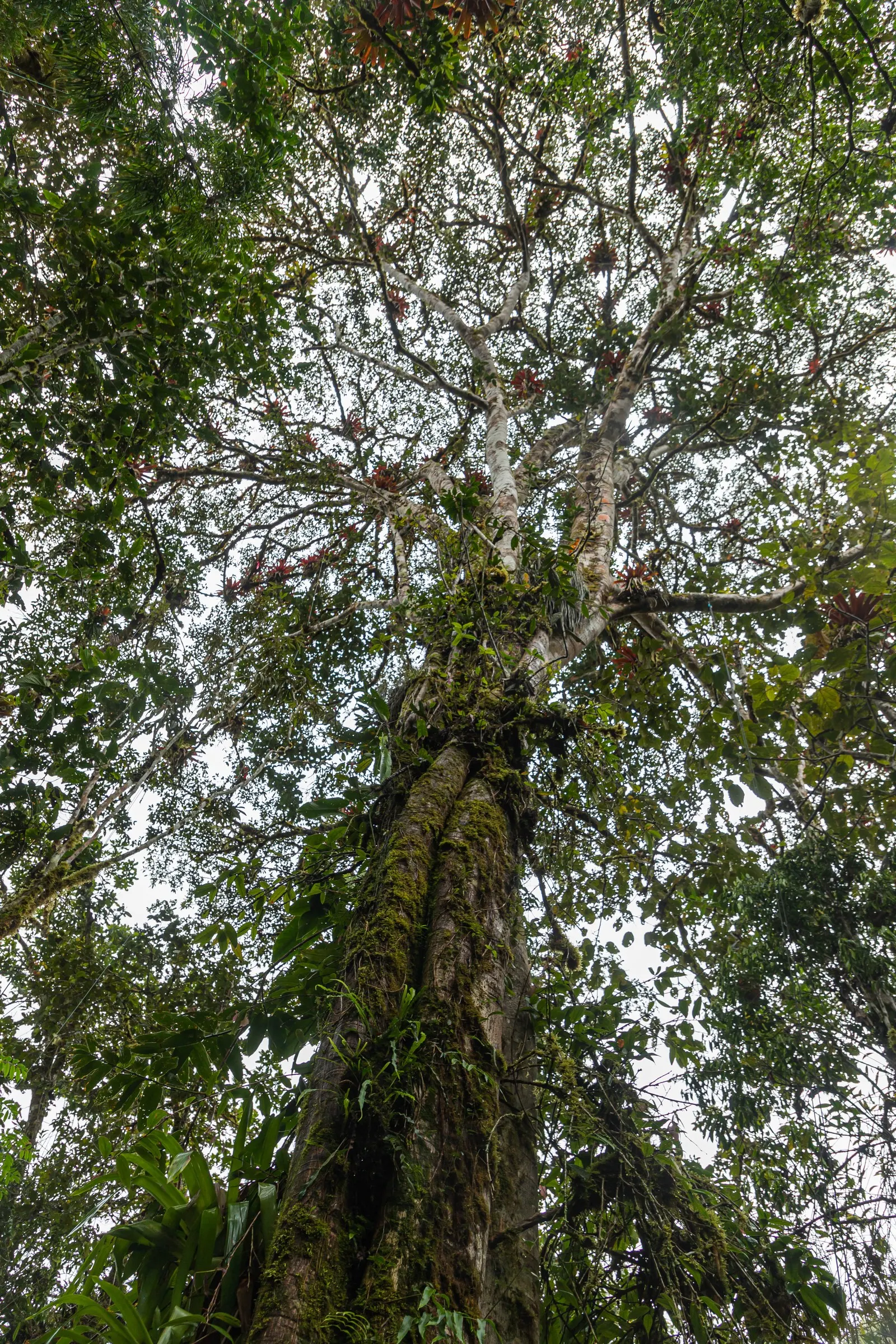 Indian Laurel Fig (Ficus Microcarpa) — The Indian Laurel Fig (Ficus microcarpa) is an evergreen tree renowned for its dense; its small, shiny, image 49