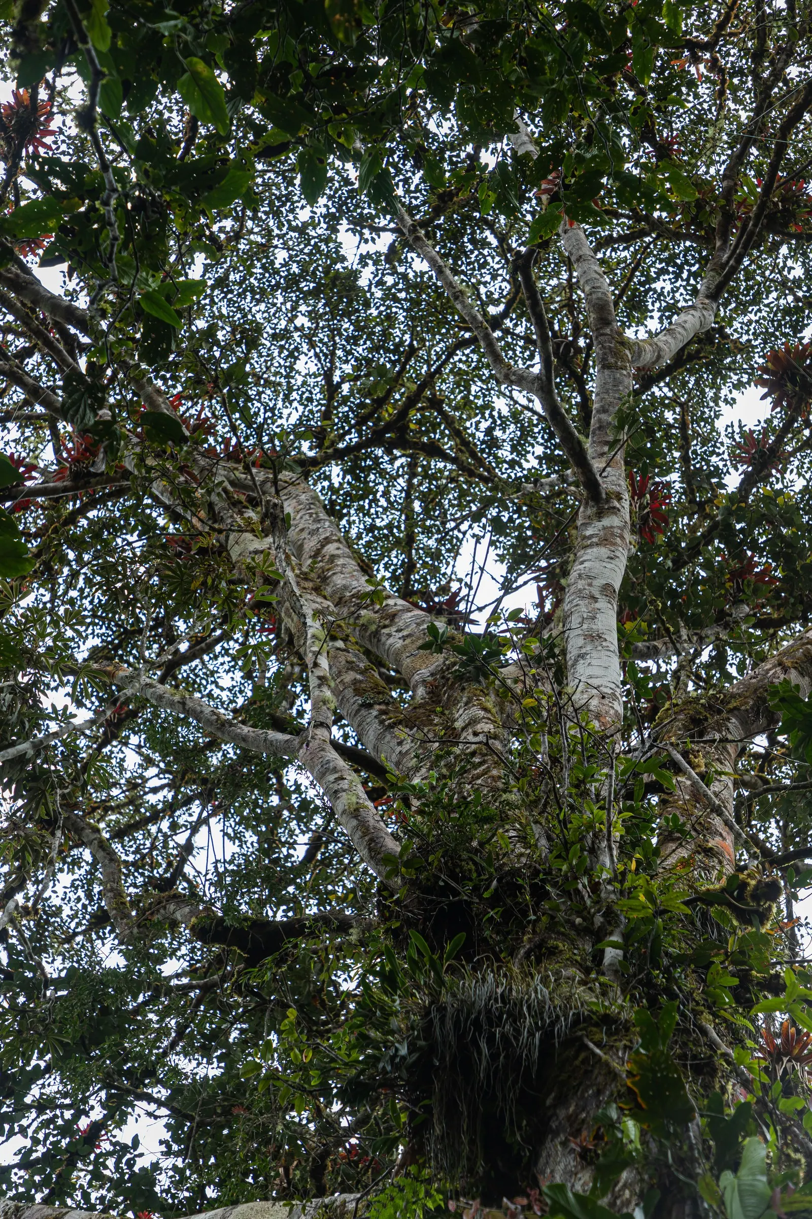 Indian Laurel Fig (Ficus Microcarpa) — Its small, shiny leaves create lush greenery, perfect for creating privacy screens; the Indian Laurel Fig, image 52