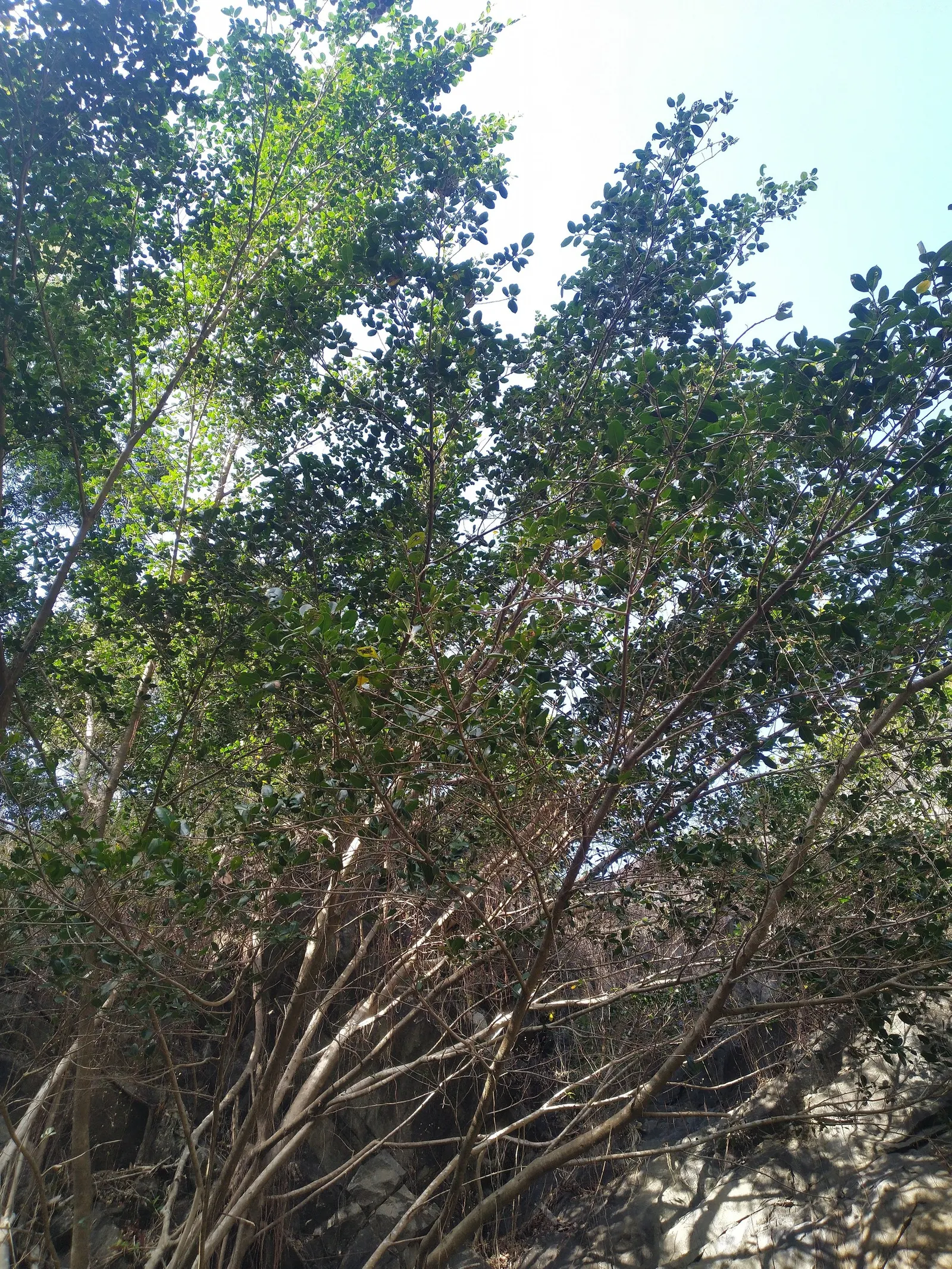 Indian Laurel Fig (Ficus Microcarpa) — Regular pruning may be necessary to maintain its shape and to remove any potentially problematic roots