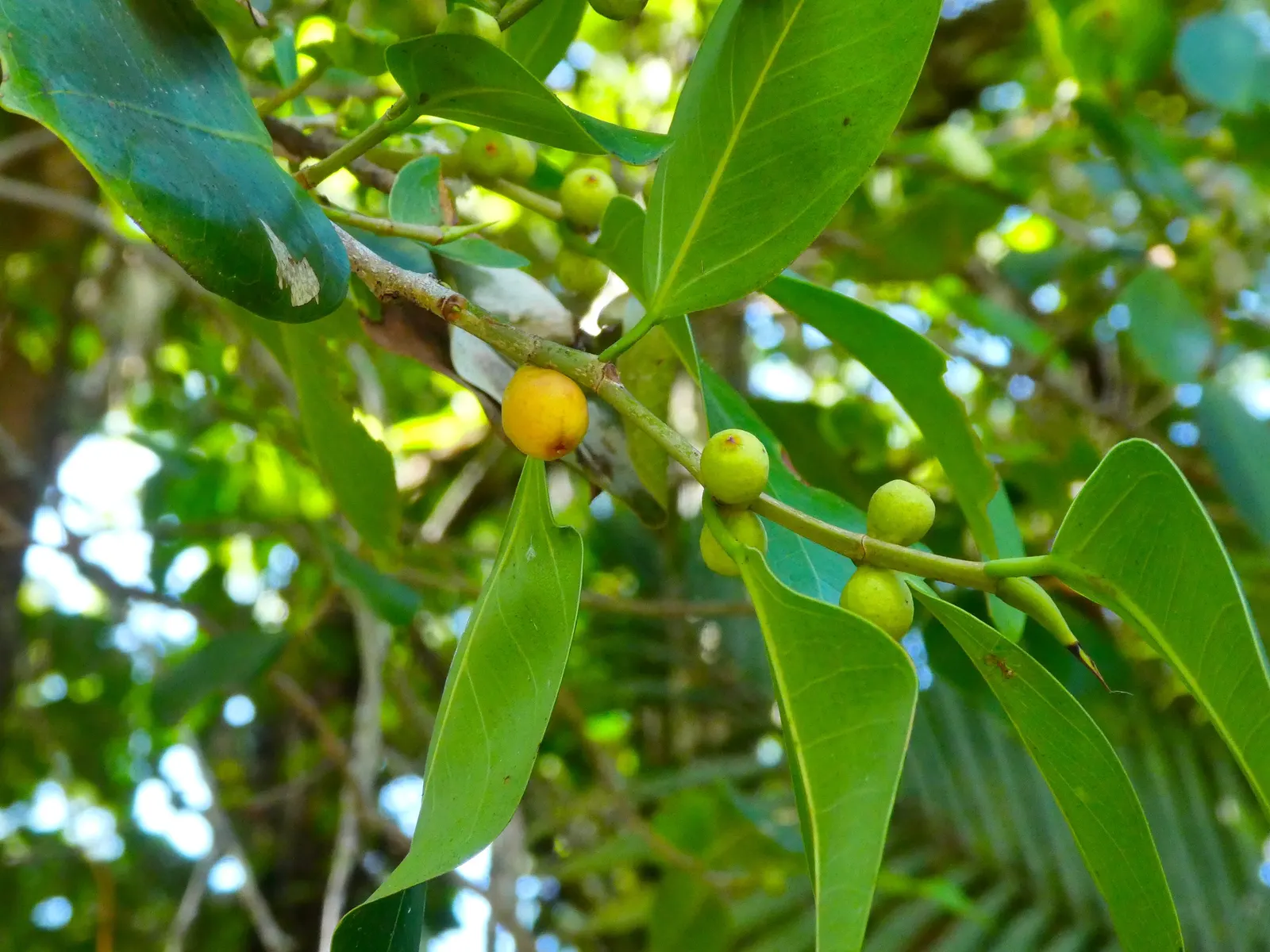 Indian Laurel Fig (Ficus Microcarpa) — This creates a vast area of shade beneath its branches