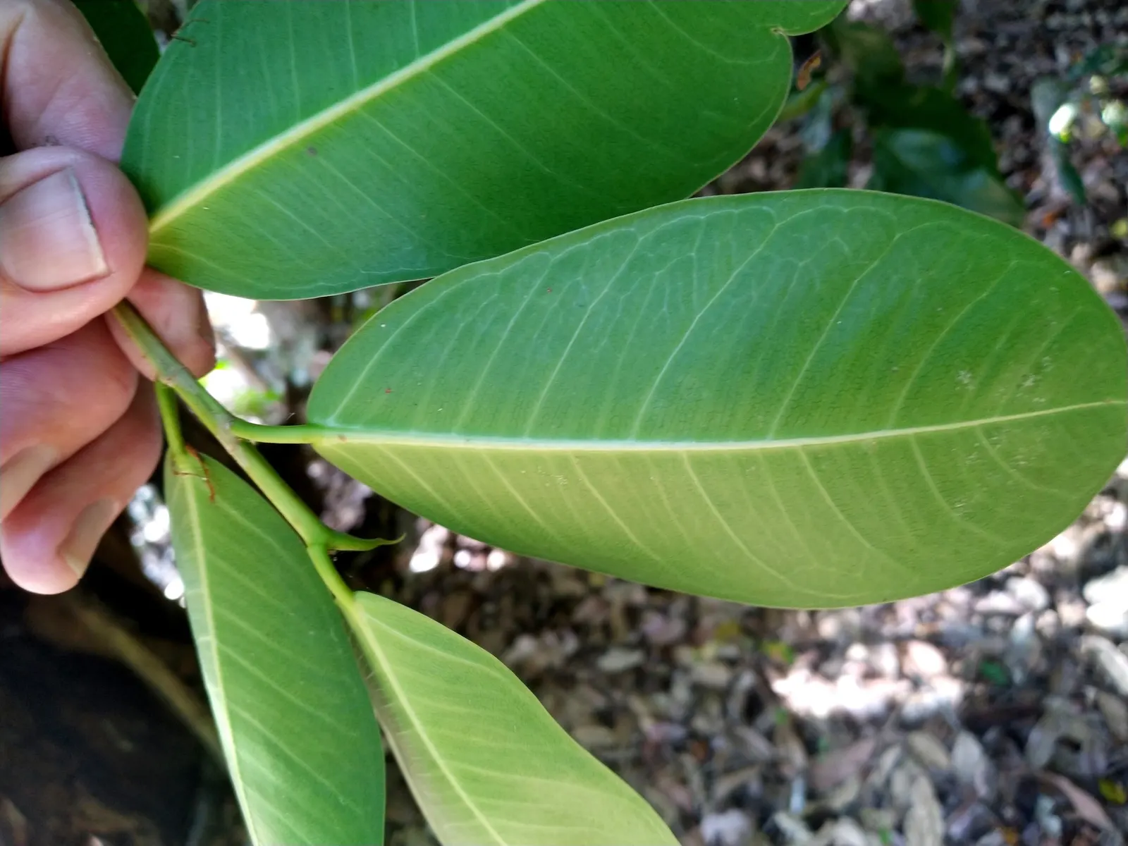 Indian Laurel Fig (Ficus Microcarpa) — the Indian Laurel Fig develops a sturdy; regular pruning may be necessary to maintain its shape and to remove any