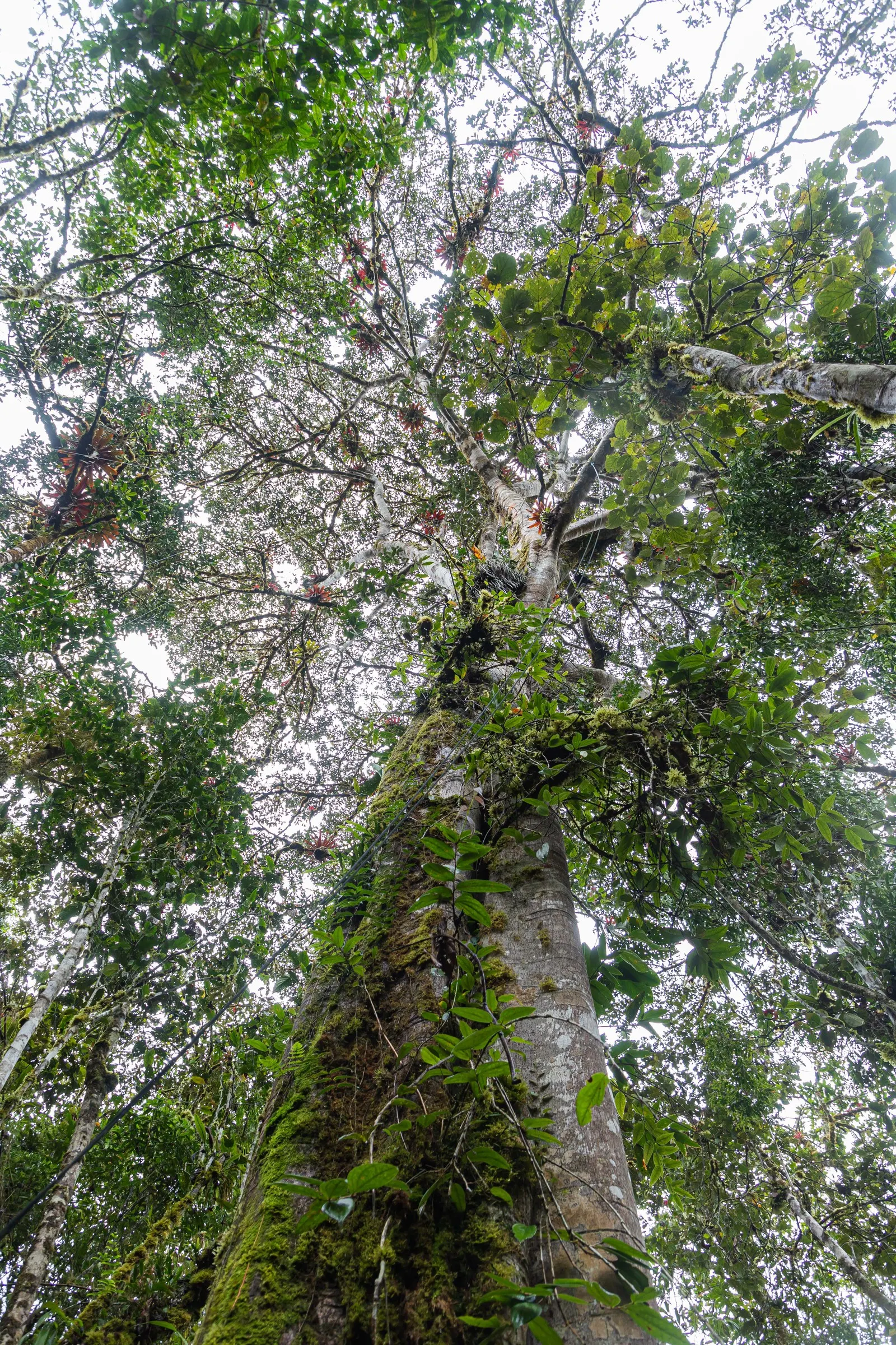 Indian Laurel Fig (Ficus Microcarpa) — Regular pruning may be necessary to maintain its shape and to remove any potentially problematic roots; the Indian