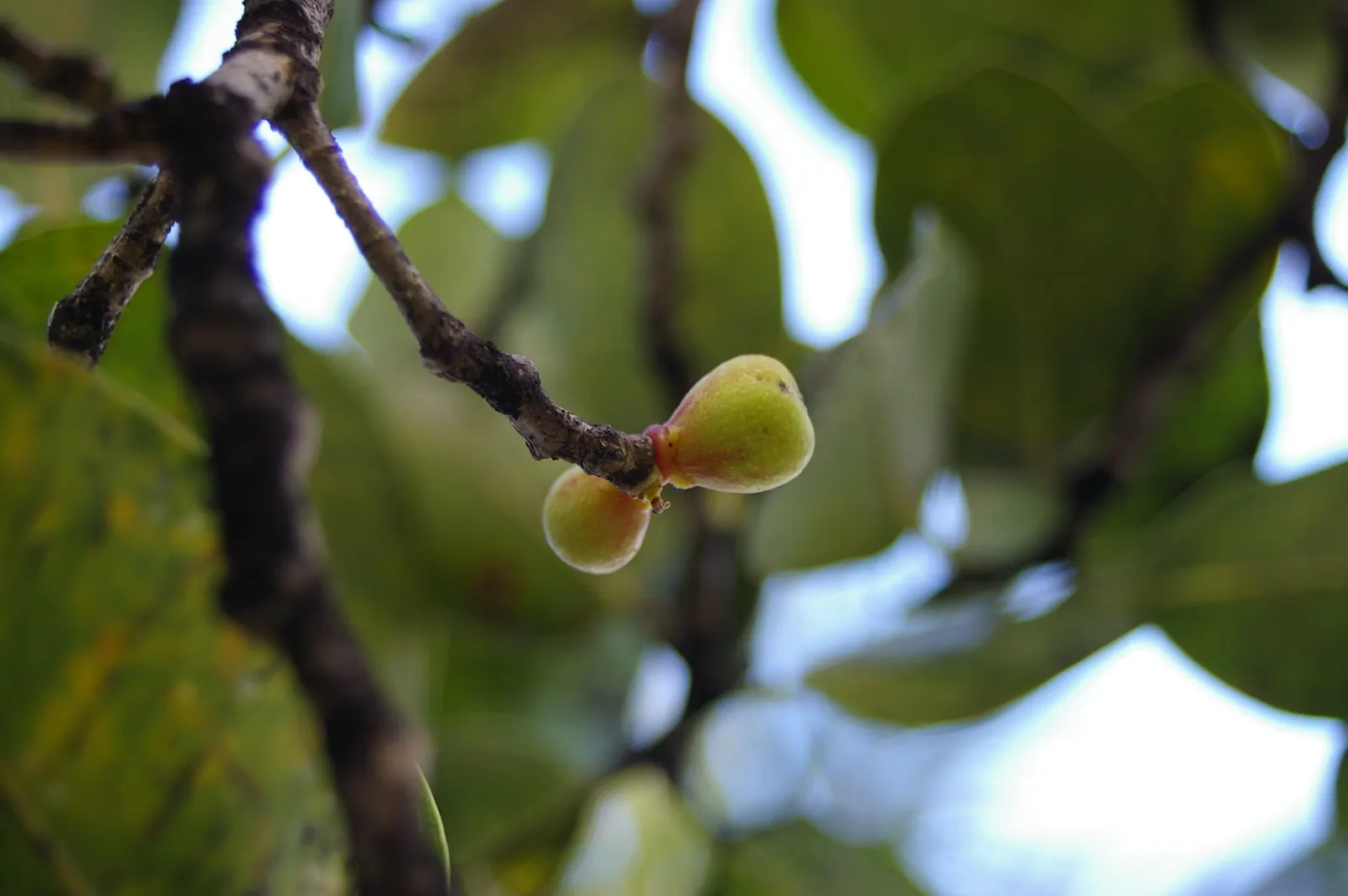 Indian Laurel Fig (Ficus Microcarpa) — offers a versatile and robust addition to any landscape with its dense; adaptable to various conditions