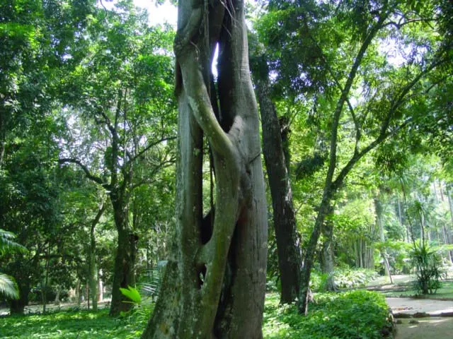 Indian Laurel Fig (Ficus Microcarpa) — lustrous foliage and impressive adaptability; which is perfect for creating cool outdoor living spaces.<br><br>Its leaves
