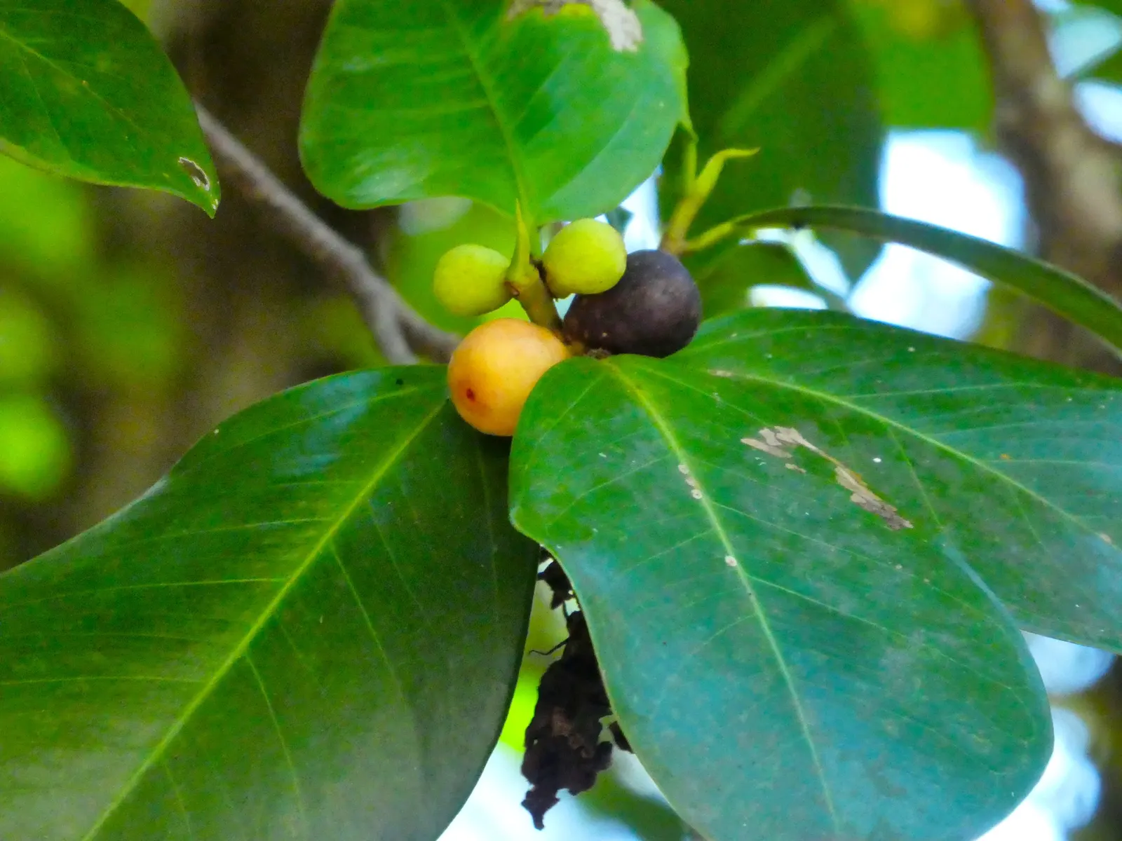 Indian Laurel Fig (Ficus Microcarpa) — This creates a vast area of shade beneath its branches; rounded canopy and smooth, image 131
