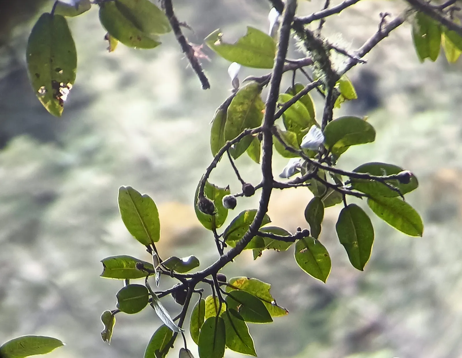 Indian Laurel Fig (Ficus Microcarpa) — the Indian Laurel Fig develops a sturdy; regular pruning may be necessary to maintain its shape and to, image 62