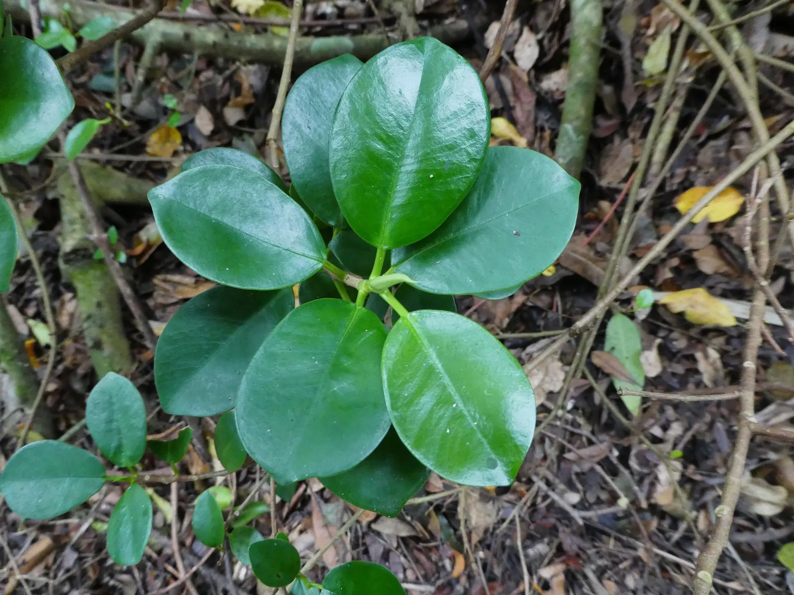 Indian Laurel Fig (Ficus Microcarpa) — are oval-shaped and measure about 2 to 3 inches in length; it is quite tolerant of different soil types, image 133