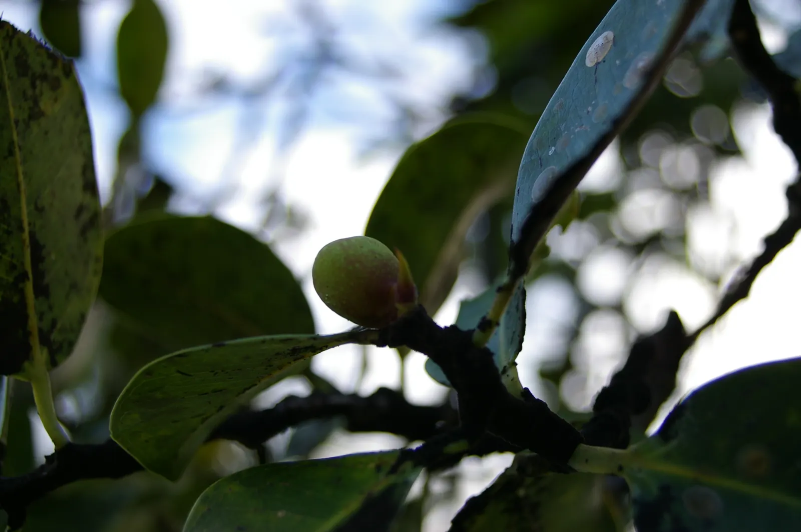 Indian Laurel Fig (Ficus Microcarpa) — which is perfect for creating cool outdoor living spaces.<br><br>Its leaves; lustrous foliage and impressive, image 132