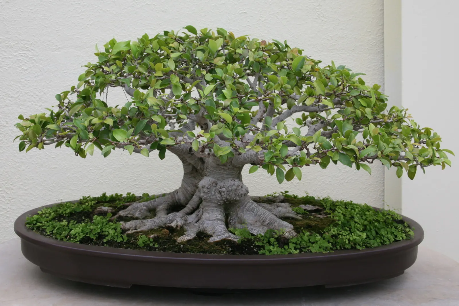 Indian Laurel Fig (Ficus Microcarpa) — Its small, shiny leaves create lush greenery, perfect for creating privacy screens; the Indian Laurel Fig, image 124