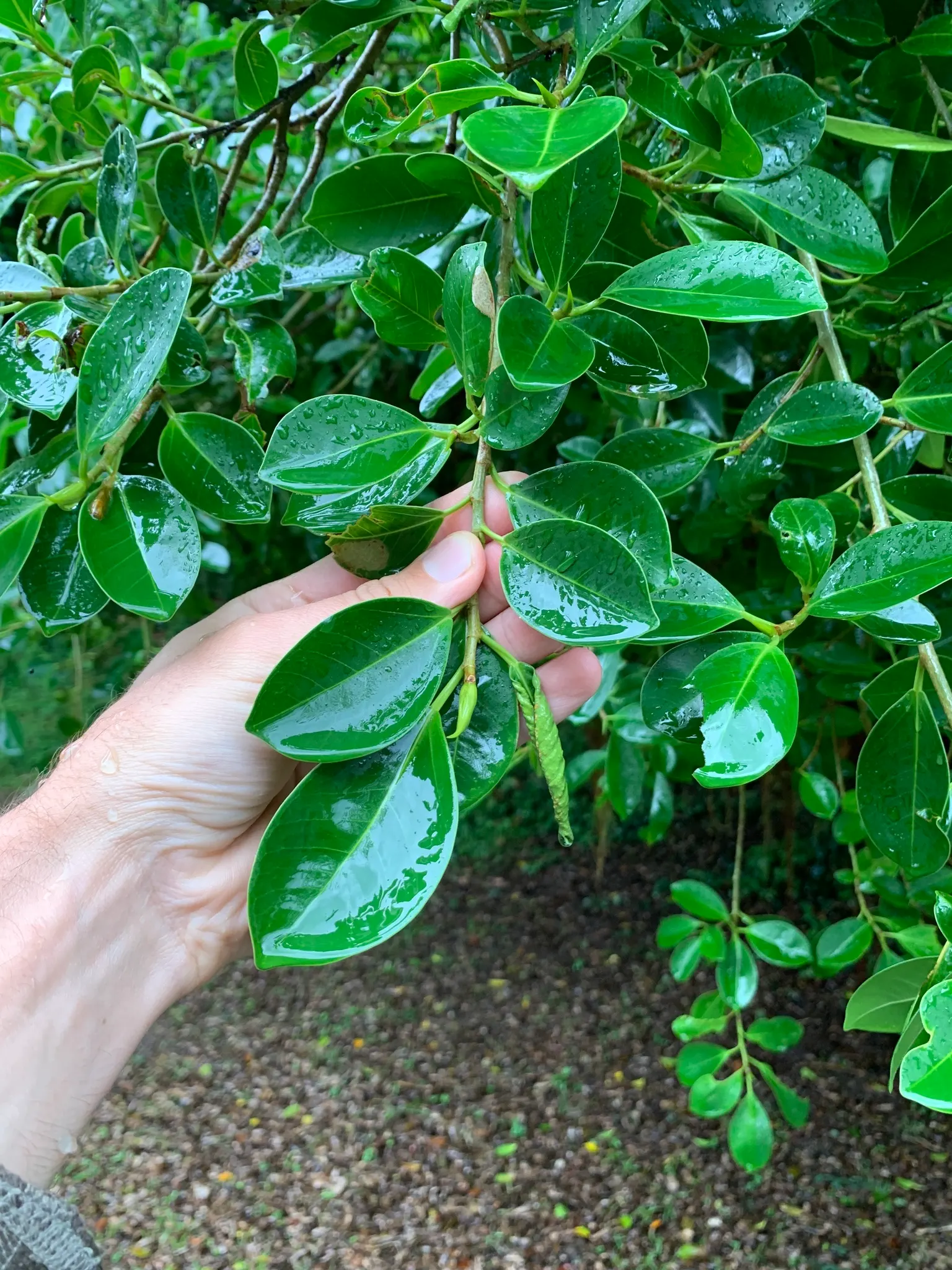 Indian Laurel Fig (Ficus Microcarpa) — it requires minimal upkeep but should be planted with care due to its invasive root system; gray trunk with, image 54