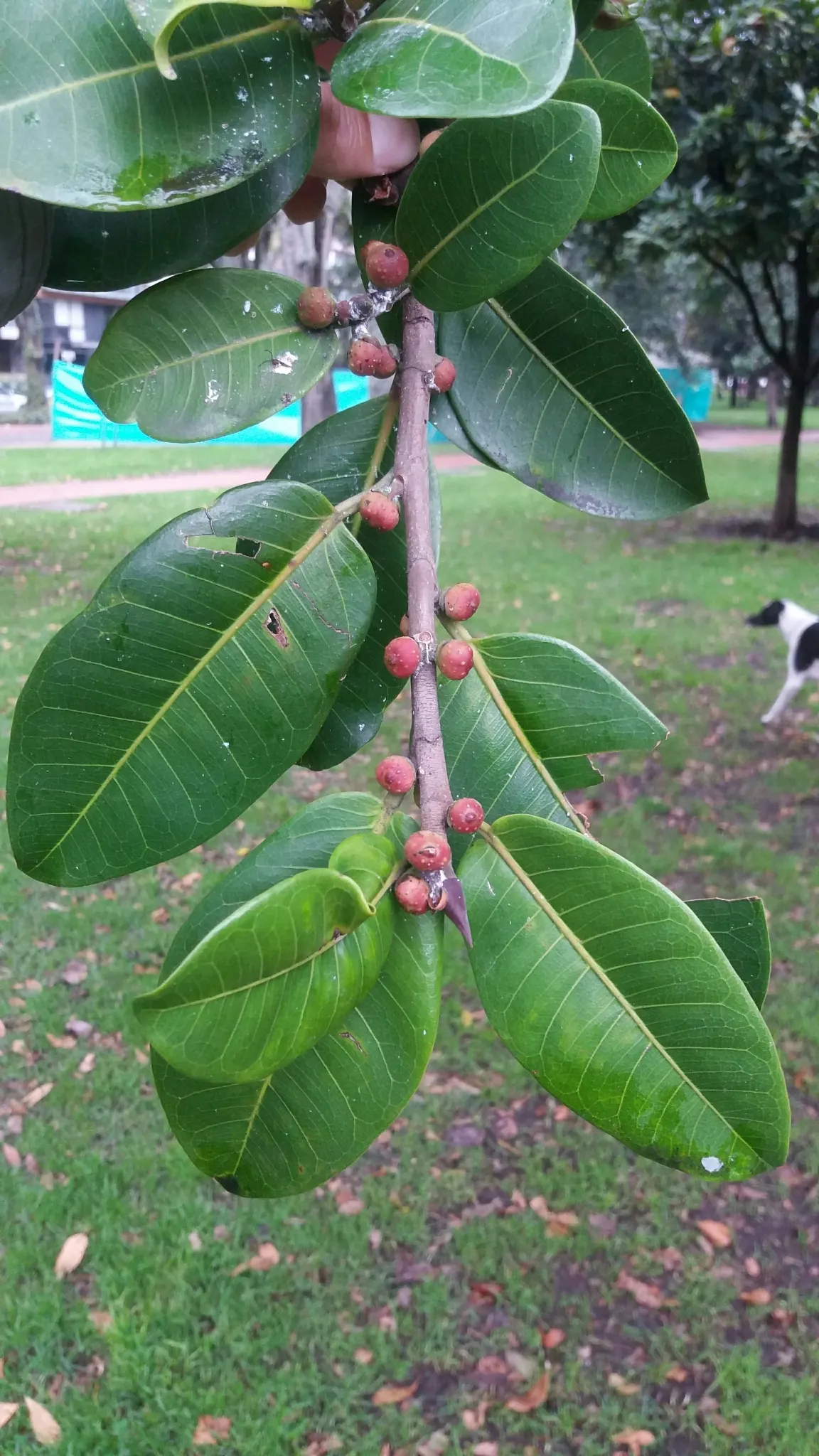 Indian Laurel Fig (Ficus Microcarpa) — Regular pruning may be necessary to maintain its shape and to remove any potentially problematic roots; the, image 71
