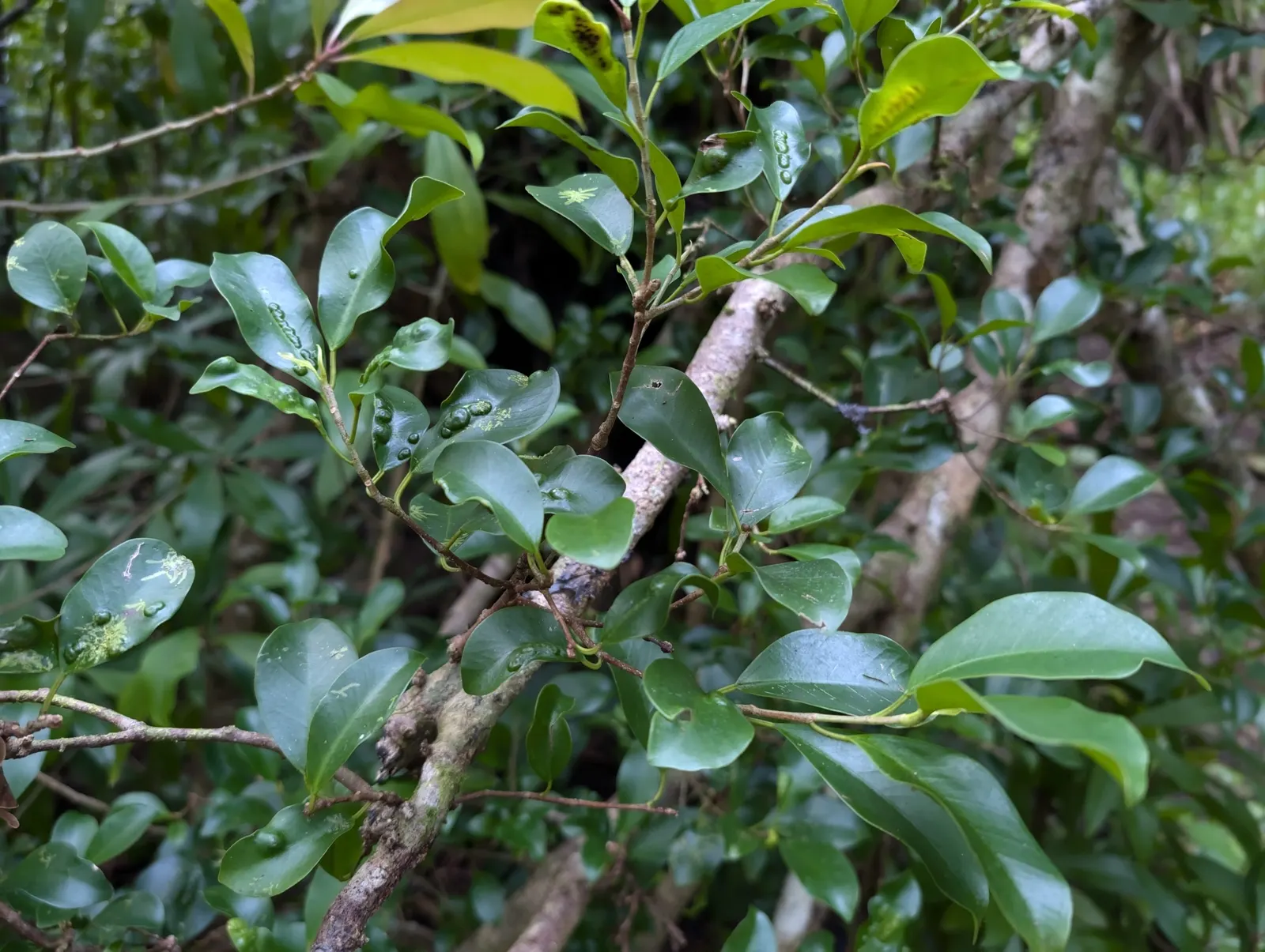 Indian Laurel Fig (Ficus Microcarpa) — The Indian Laurel Fig (Ficus microcarpa) is an evergreen tree renowned for its dense; its small, shiny, image 97