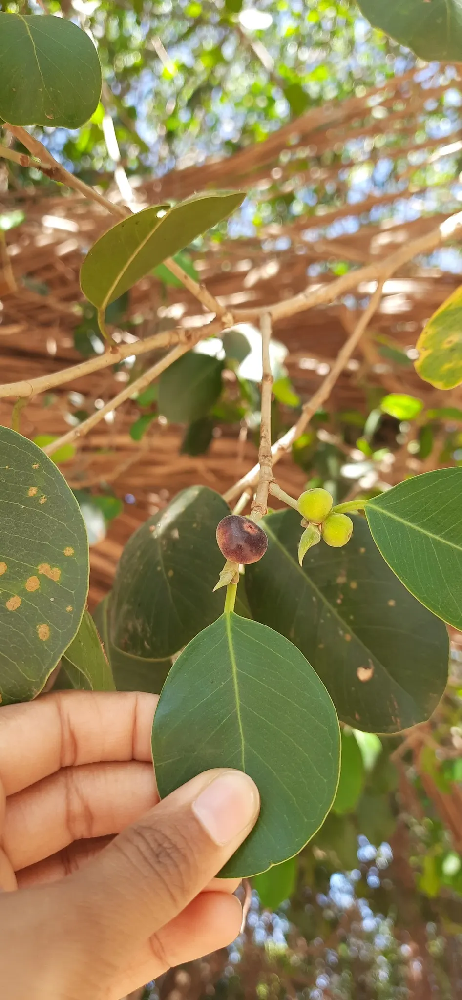 Indian Laurel Fig (Ficus Microcarpa) — rounded canopy and smooth; this creates a vast area of shade beneath its branches, image 50