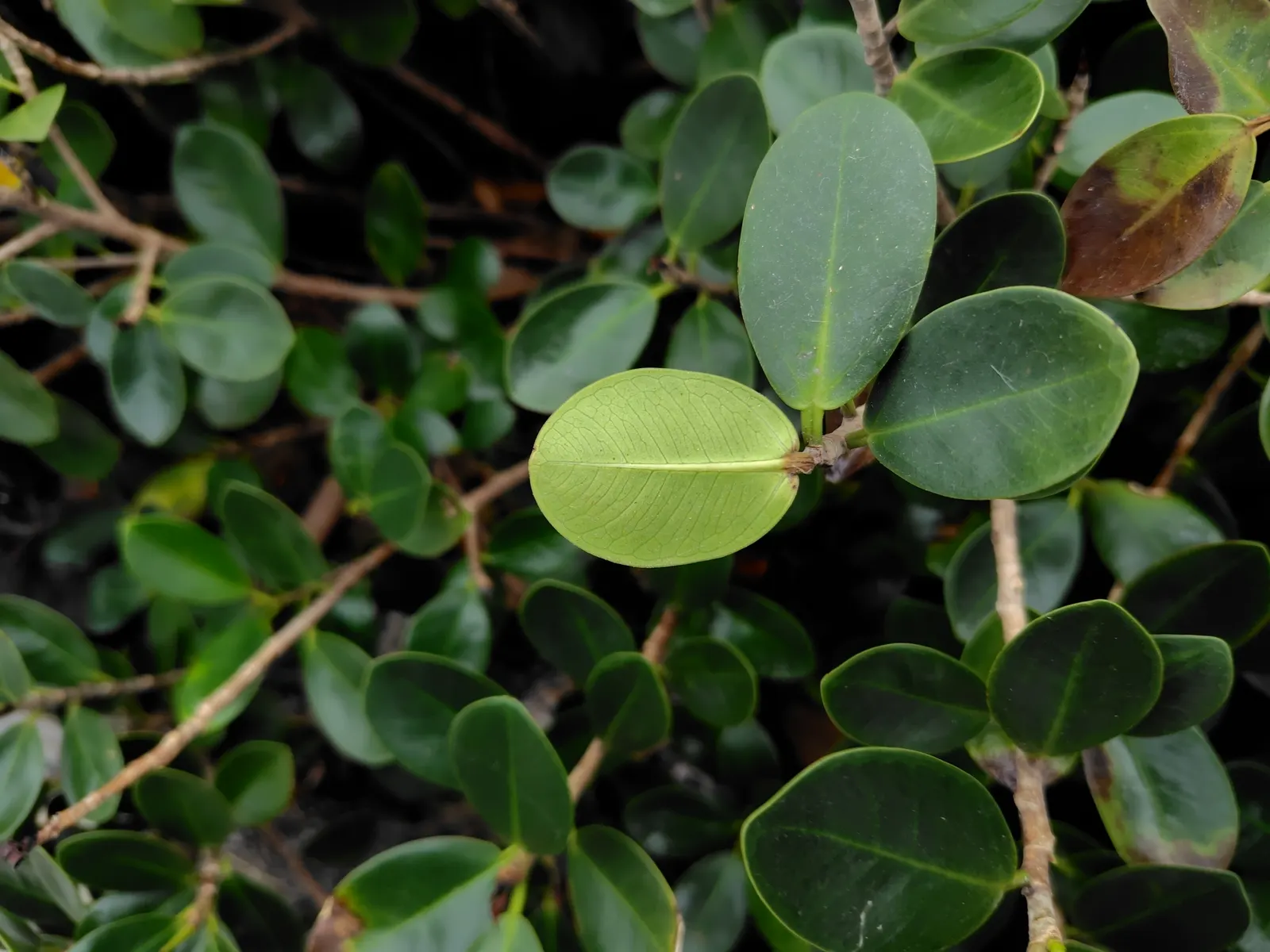 Indian Laurel Fig (Ficus Microcarpa) — the Indian Laurel Fig develops a sturdy; regular pruning may be necessary to maintain its shape and to, image 110