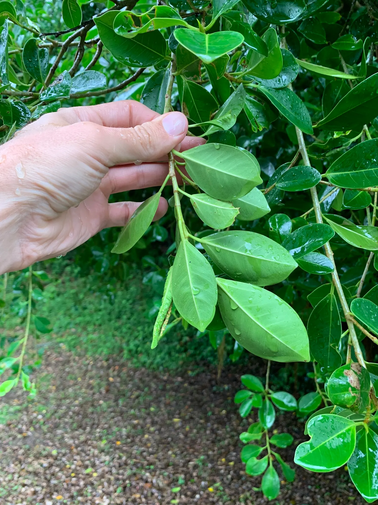 Indian Laurel Fig (Ficus Microcarpa) — Maintenance is generally moderate; however