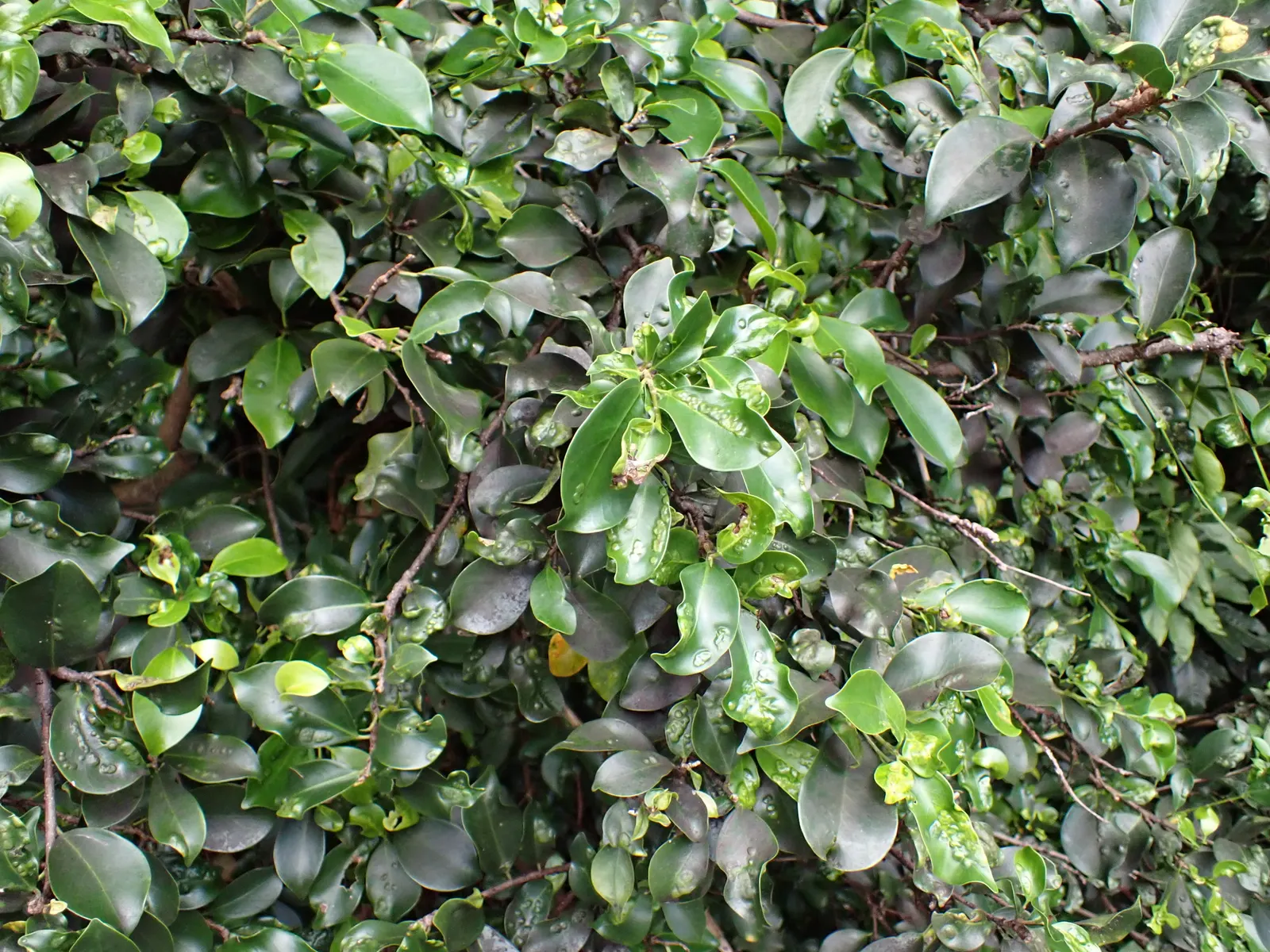 Indian Laurel Fig (Ficus Microcarpa) — offers a versatile and robust addition to any landscape with its dense; adaptable to various conditions, image 80