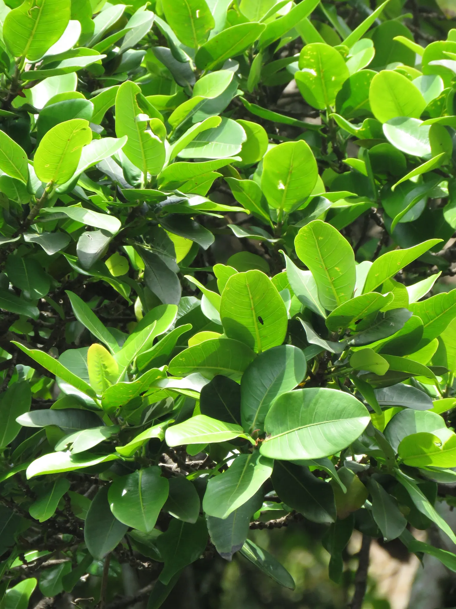 Indian Laurel Fig (Ficus Microcarpa) — the Indian Laurel Fig develops a sturdy; regular pruning may be necessary to maintain its shape and to, image 86