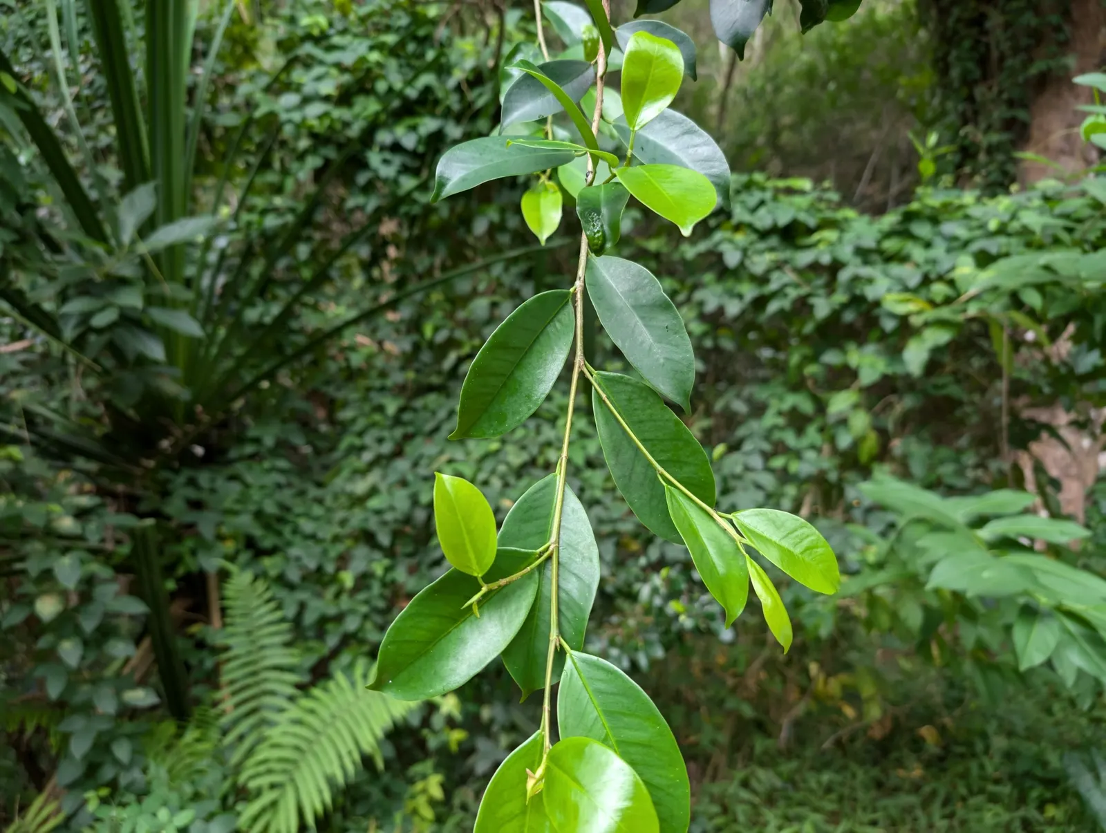 Indian Laurel Fig (Ficus Microcarpa) — Adaptable to various conditions; offers a versatile and robust addition to any landscape with its dense