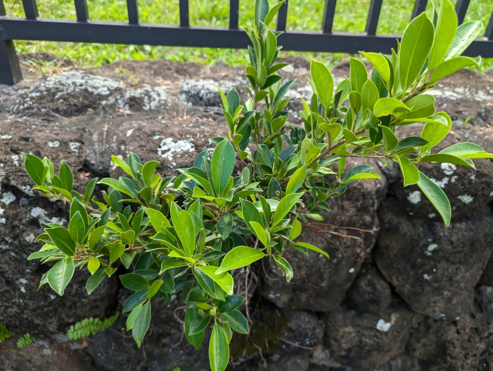 Indian Laurel Fig (Ficus Microcarpa) — Its small, shiny leaves create lush greenery, perfect for creating privacy screens; the Indian Laurel Fig (Ficus
