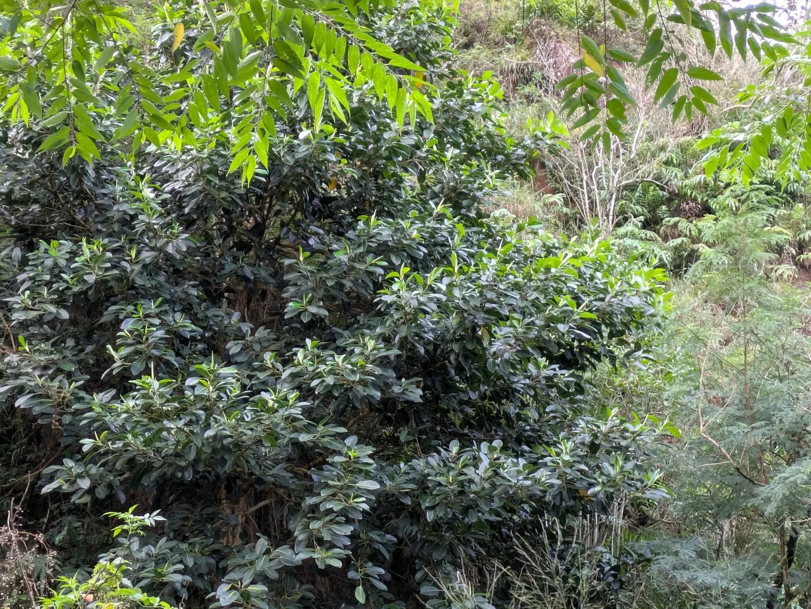 Indian Laurel Fig (Ficus Microcarpa) — the Indian Laurel Fig develops a sturdy; regular pruning may be necessary to maintain its shape and to, image 134
