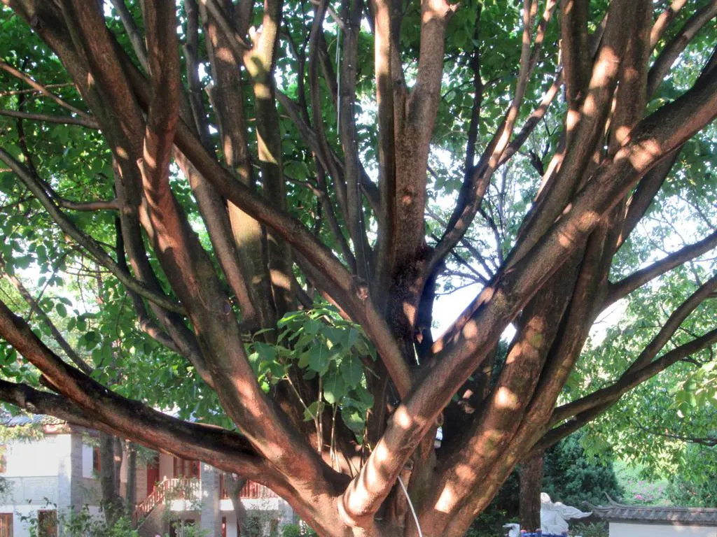 Indian Laurel Fig (Ficus Microcarpa) — gray trunk with a smooth texture that may become more buttressed with age