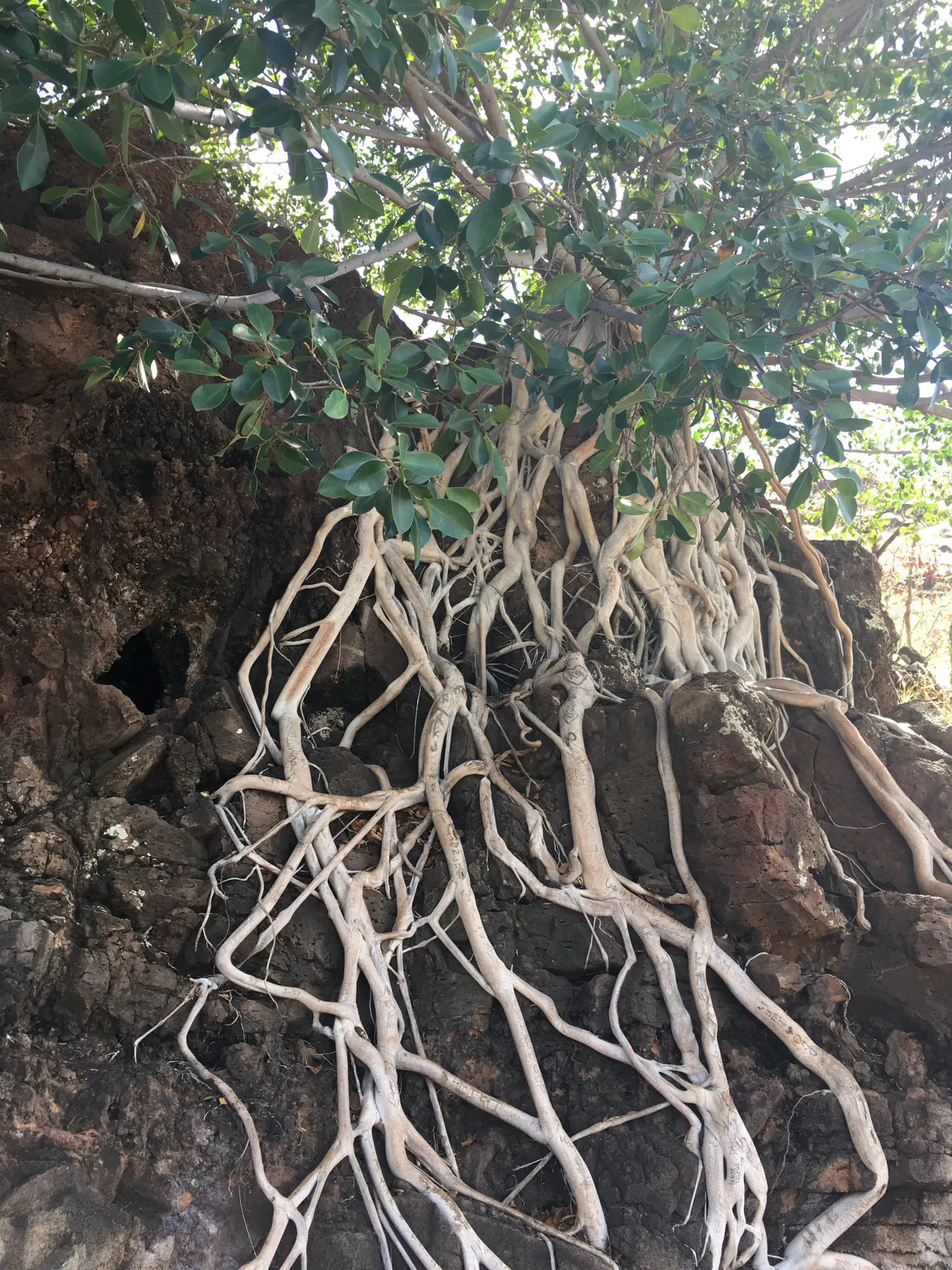 Indian Laurel Fig (Ficus Microcarpa) — It is quite tolerant of different soil types, provided they are well-draining; are oval-shaped and measure, image 64