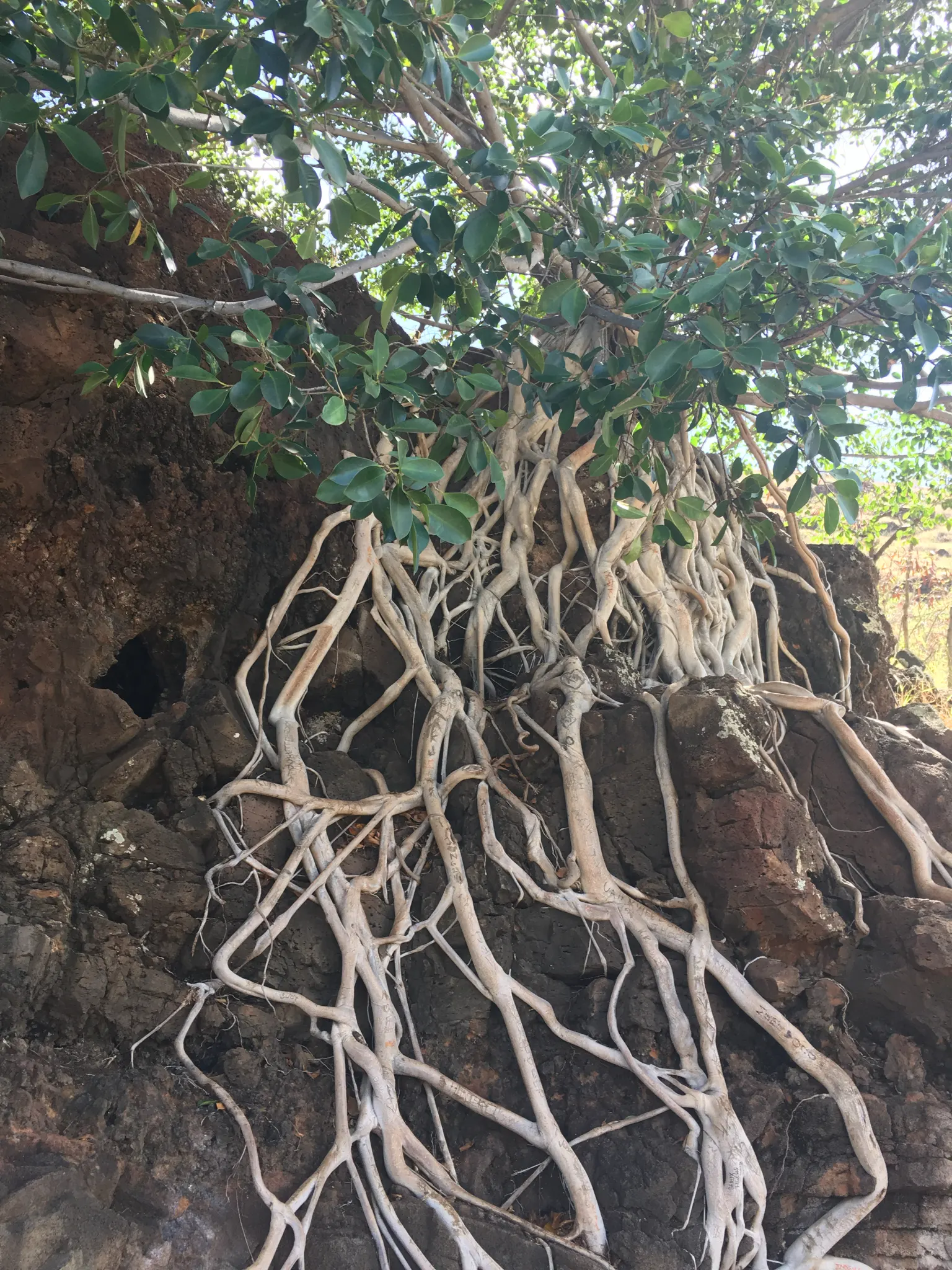 Indian Laurel Fig (Ficus Microcarpa) — are oval-shaped and measure about 2 to 3 inches in length
