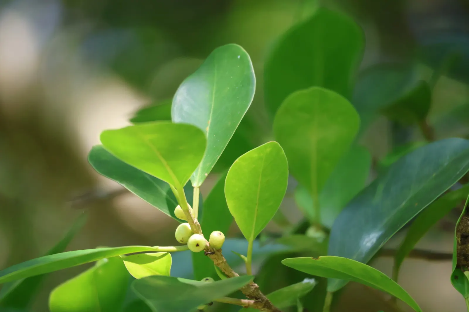 Indian Laurel Fig (Ficus Microcarpa) — Regular watering is imperative, especially in dry conditions, to establish a deep and extensive root system, image 89