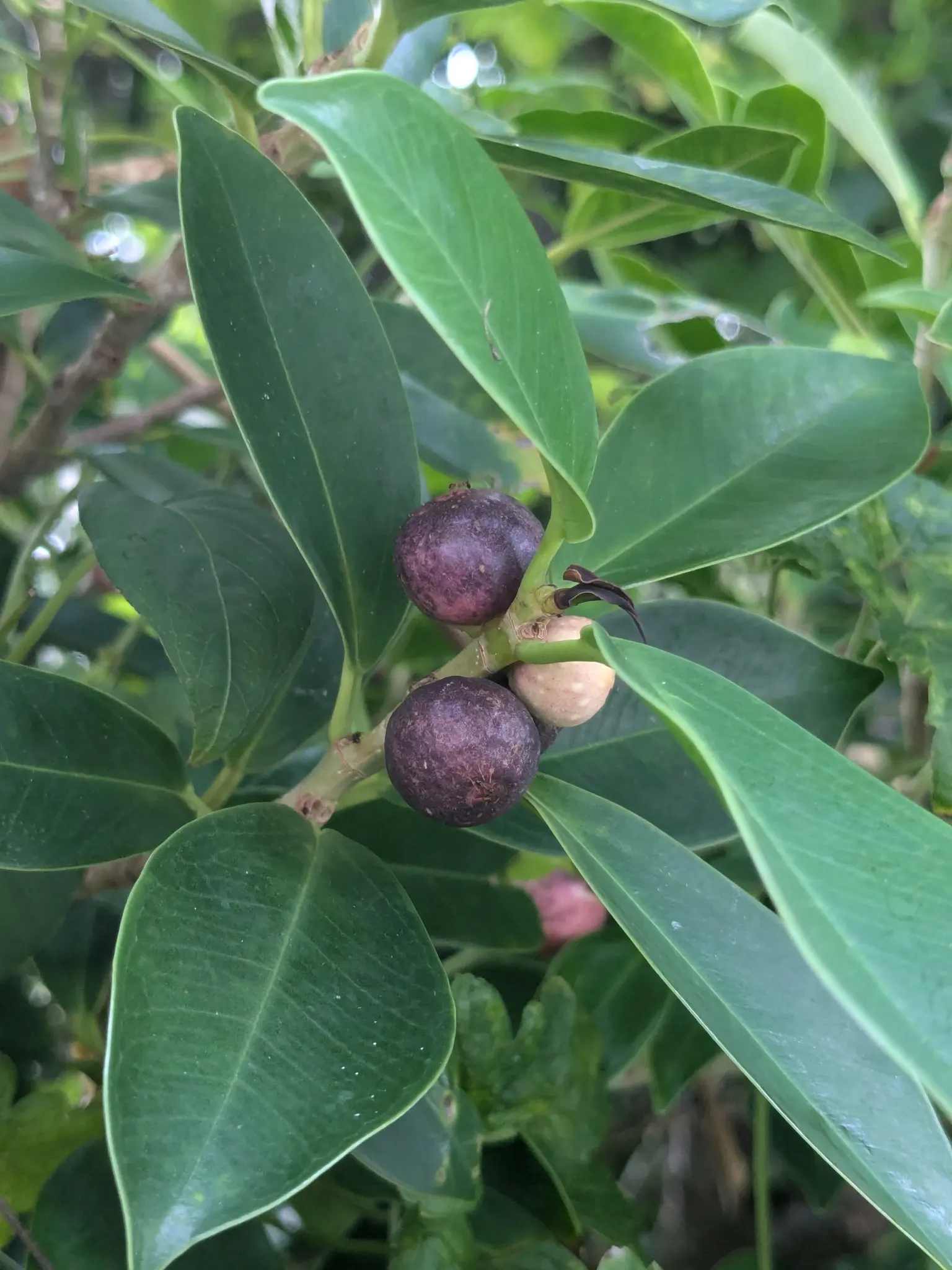 Indian Laurel Fig (Ficus Microcarpa) — are oval-shaped and measure about 2 to 3 inches in length; it is quite tolerant of different soil types, image 109