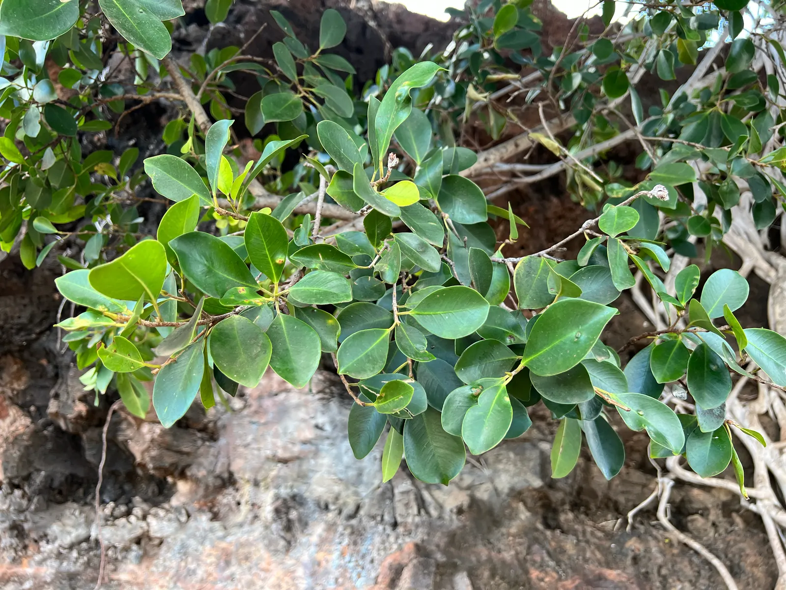 Indian Laurel Fig (Ficus Microcarpa) — offers a versatile and robust addition to any landscape with its dense; adaptable to various conditions, image 104