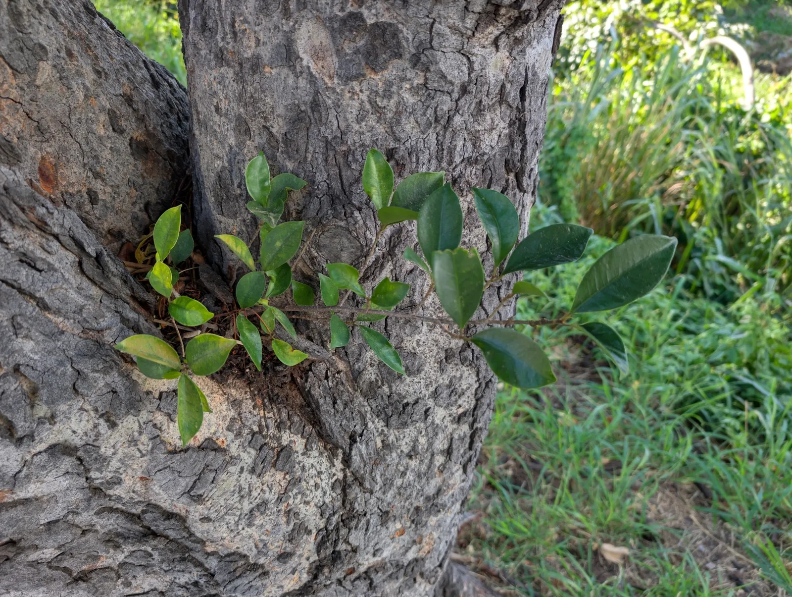 Indian Laurel Fig (Ficus Microcarpa) — Standing as a mighty evergreen; makes it an excellent choice for privacy screens or windbreaks, image 106