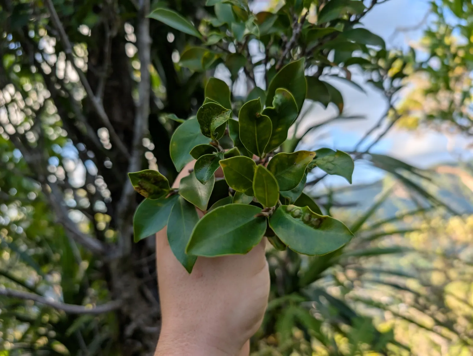Indian Laurel Fig (Ficus Microcarpa) — which along with its dense canopy; this versatile species typically reaches 25 to 30 feet in height with a, image 90