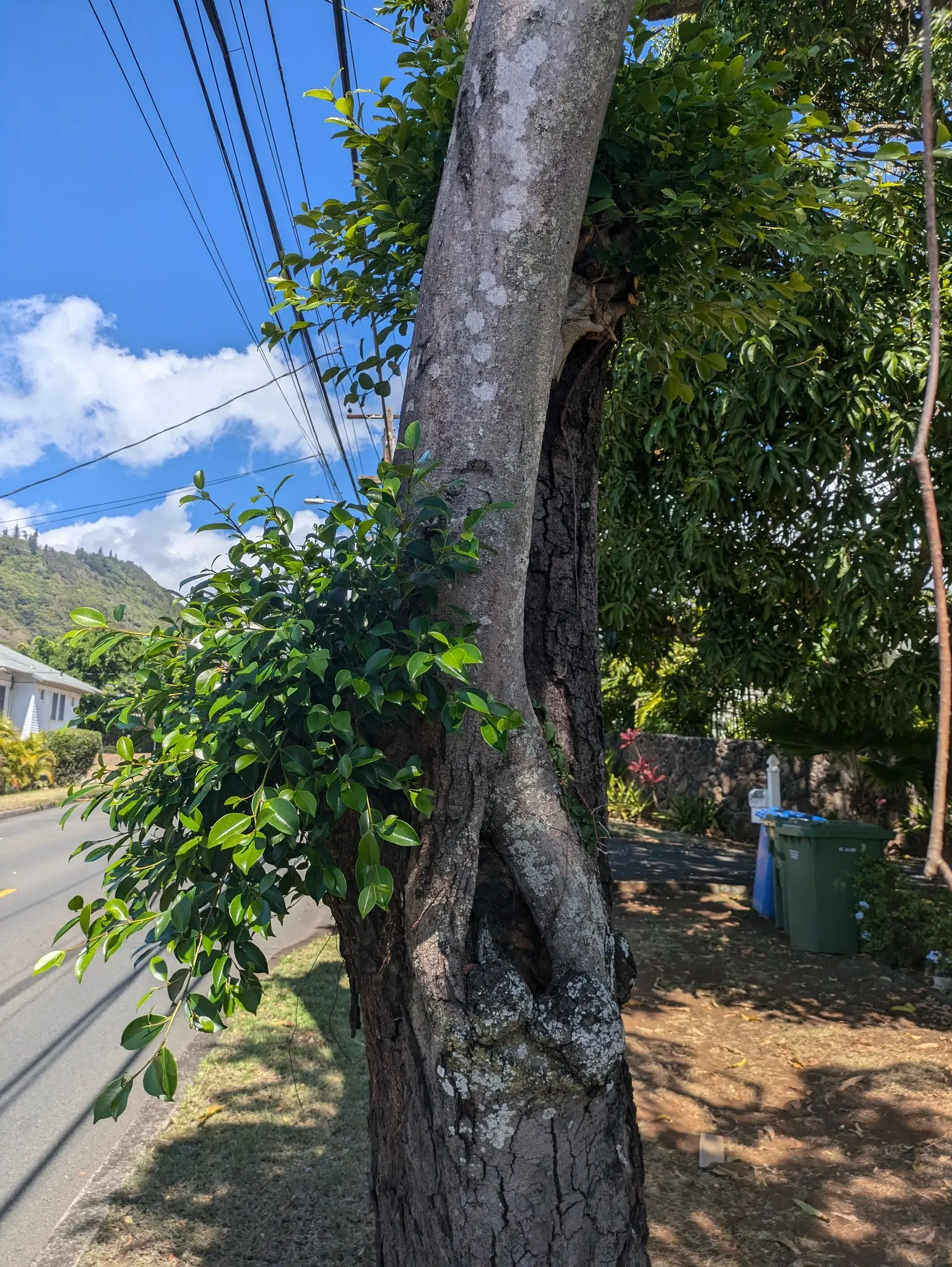 Indian Laurel Fig (Ficus Microcarpa) — gray trunk with a smooth texture that may become more buttressed with age; it requires minimal upkeep but should be