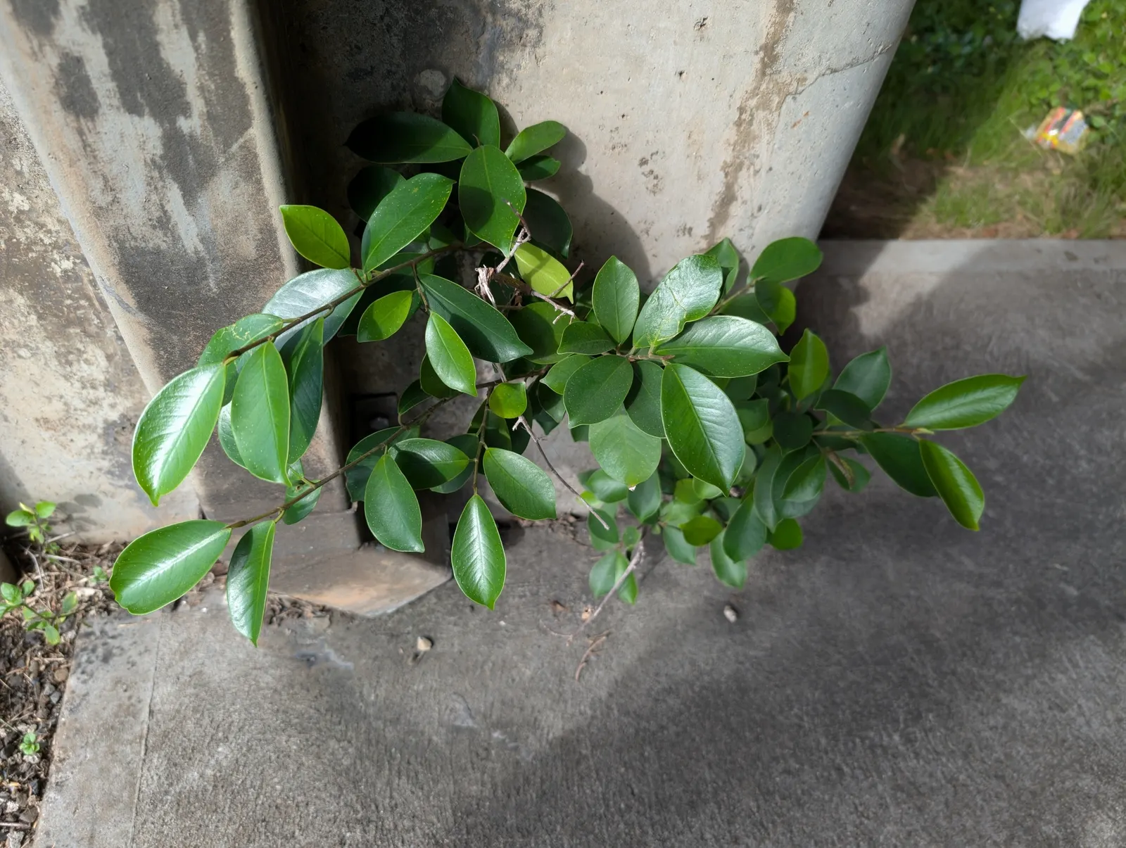 Indian Laurel Fig (Ficus Microcarpa) — as its vigorous root system can be invasive