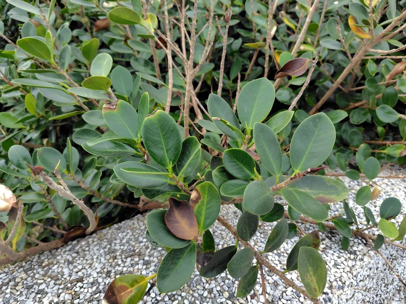 Indian Laurel Fig (Ficus Microcarpa) — it requires minimal upkeep but should be planted with care due to its invasive root system; gray trunk with, image 78