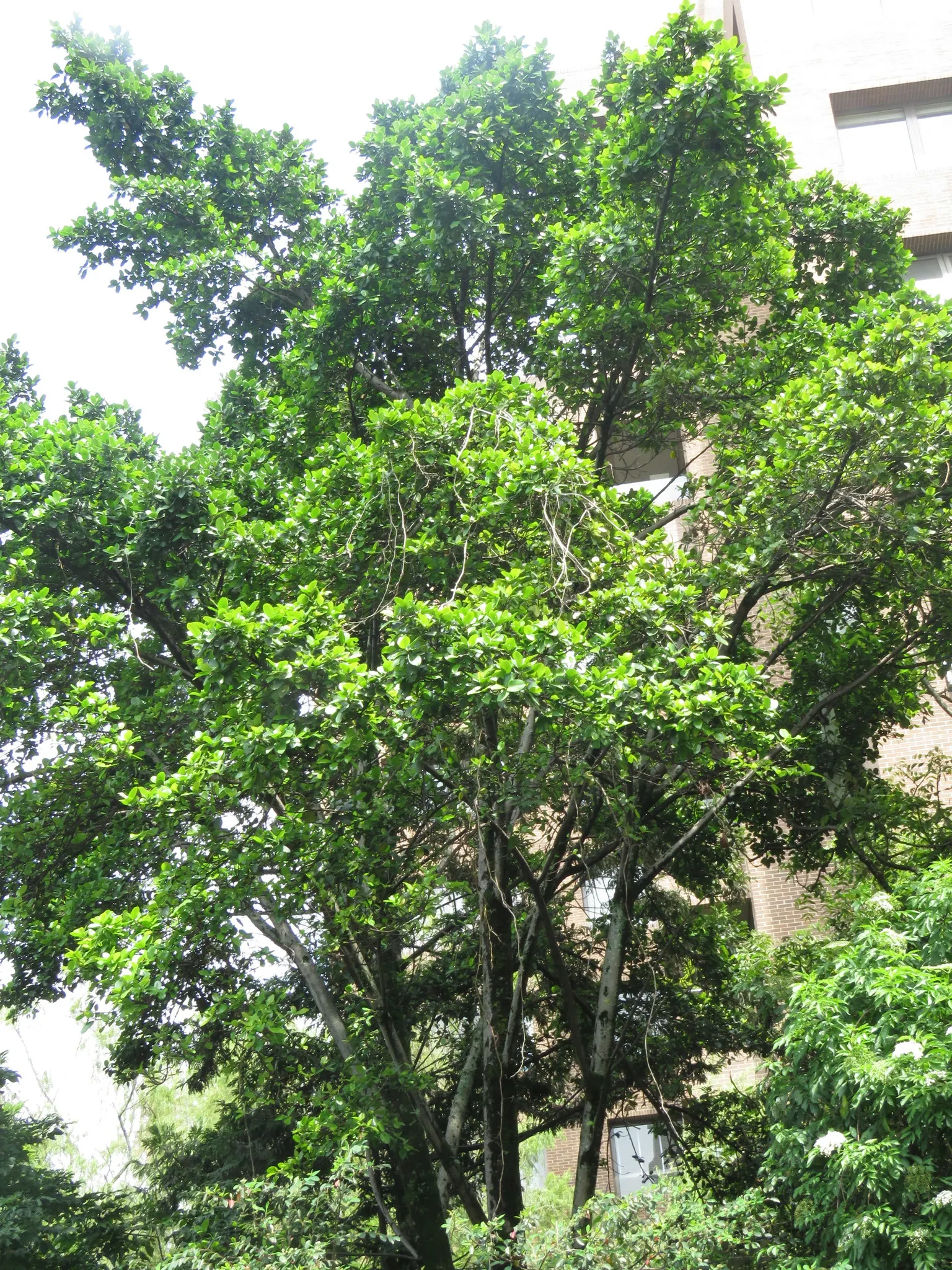 Indian Laurel Fig (Ficus Microcarpa) — This versatile species typically reaches 25 to 30 feet in height with a comparable spread; which along with, image 99