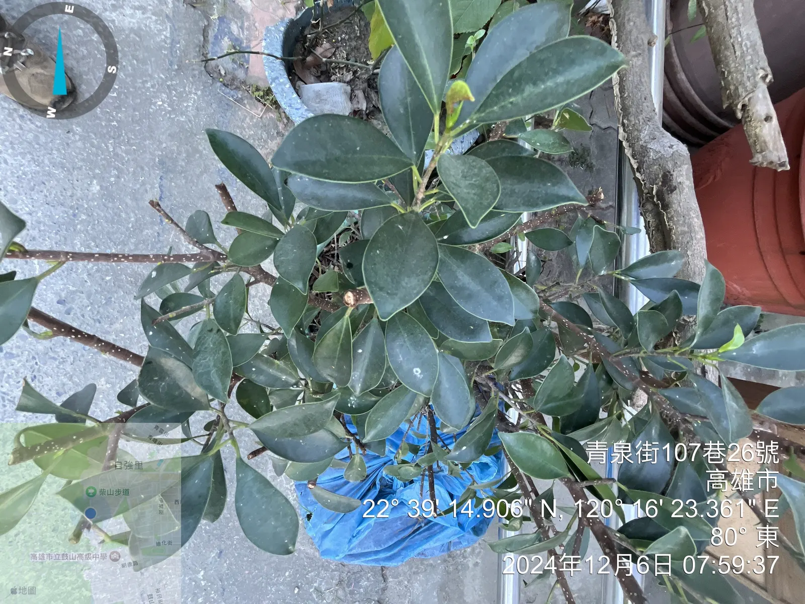 Indian Laurel Fig (Ficus Microcarpa) — rounded canopy and smooth; this creates a vast area of shade beneath its branches, image 98
