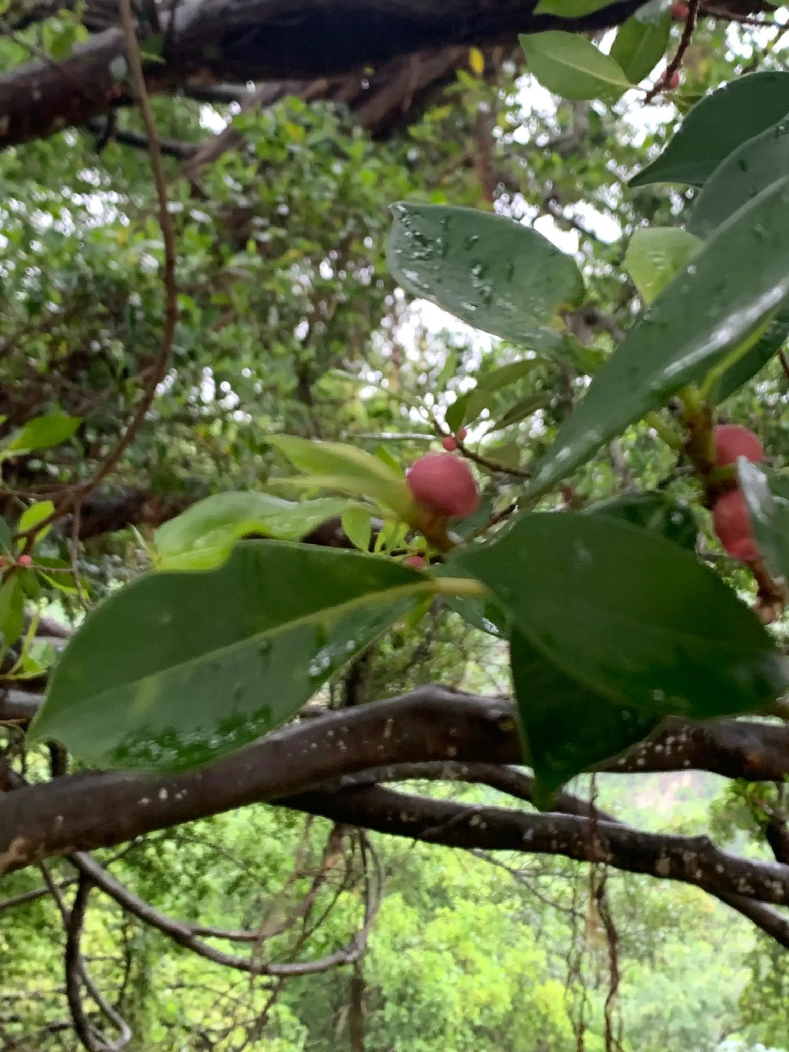 Indian Laurel Fig (Ficus Microcarpa) — it requires thoughtful placement away from structures; tree for full or half, image 69