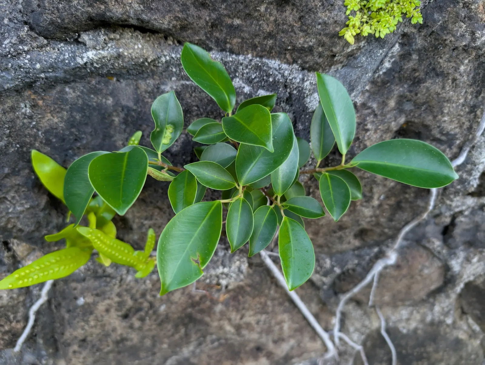 Indian Laurel Fig (Ficus Microcarpa) — This versatile species typically reaches 25 to 30 feet in height with a comparable spread