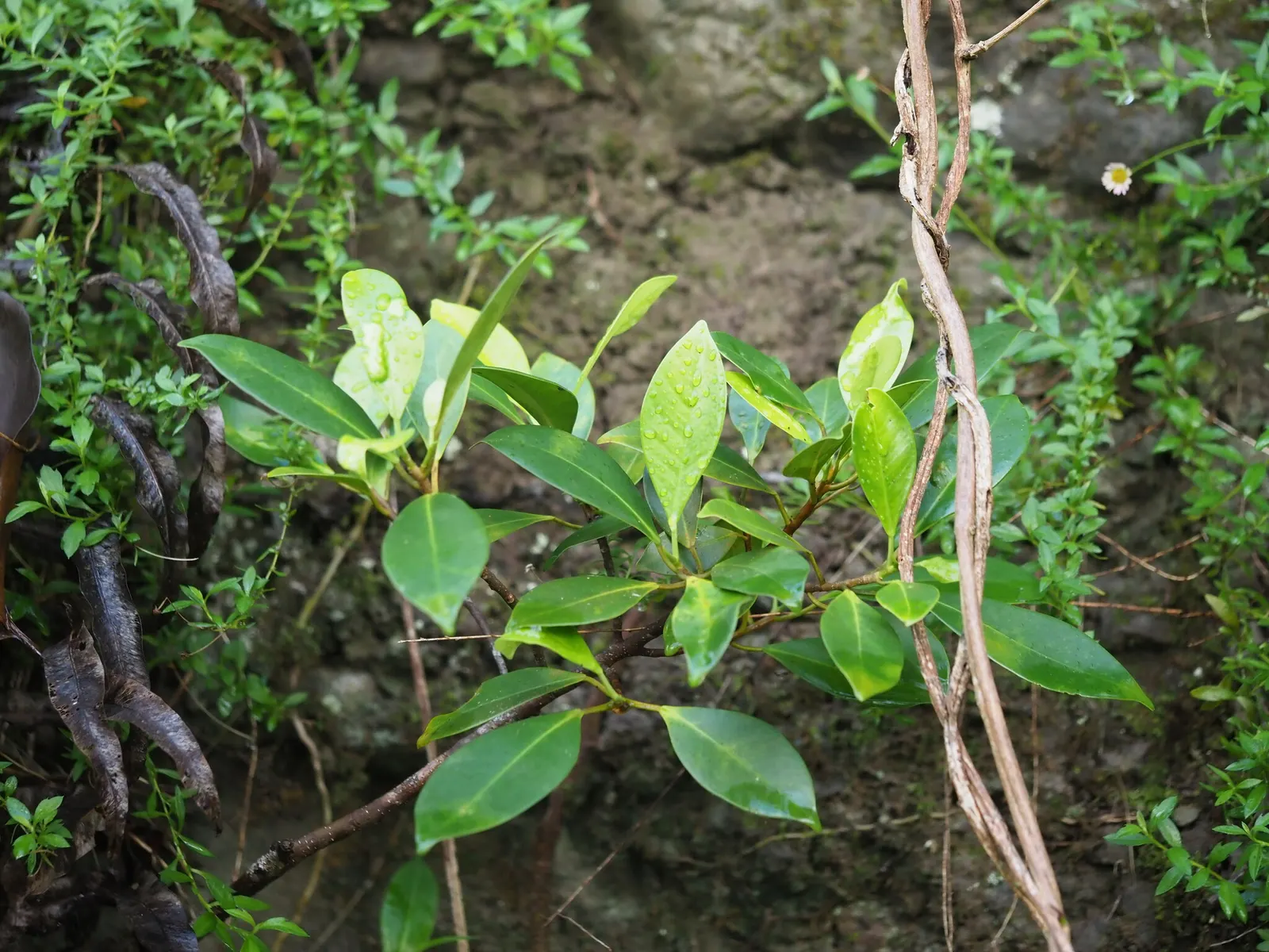 Indian Laurel Fig (Ficus Microcarpa) — as its vigorous root system can be invasive; ideal for USDA zones 9-11, image 94