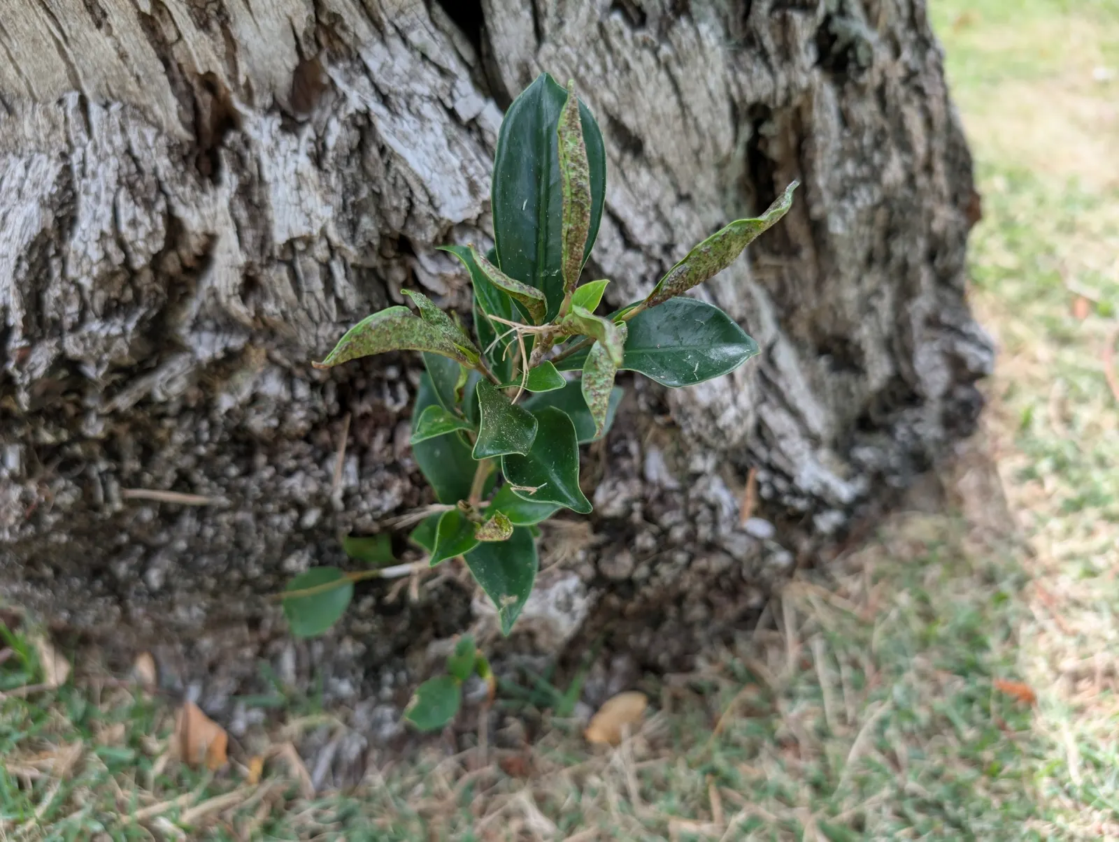 Indian Laurel Fig (Ficus Microcarpa) — The Indian Laurel Fig (Ficus microcarpa) is an evergreen tree renowned for its dense