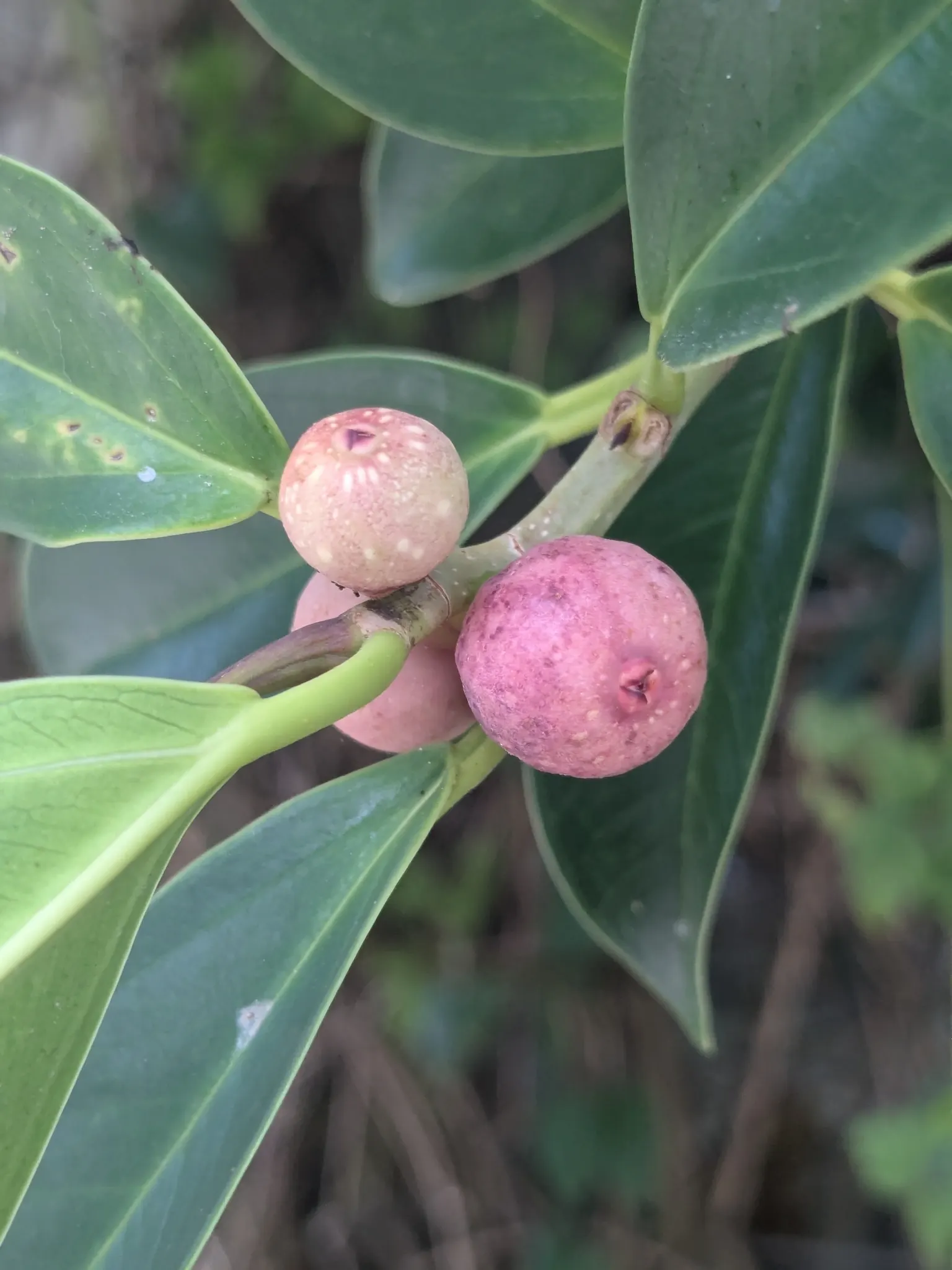 Indian Laurel Fig (Ficus Microcarpa) — as its vigorous root system can be invasive; ideal for USDA zones 9-11