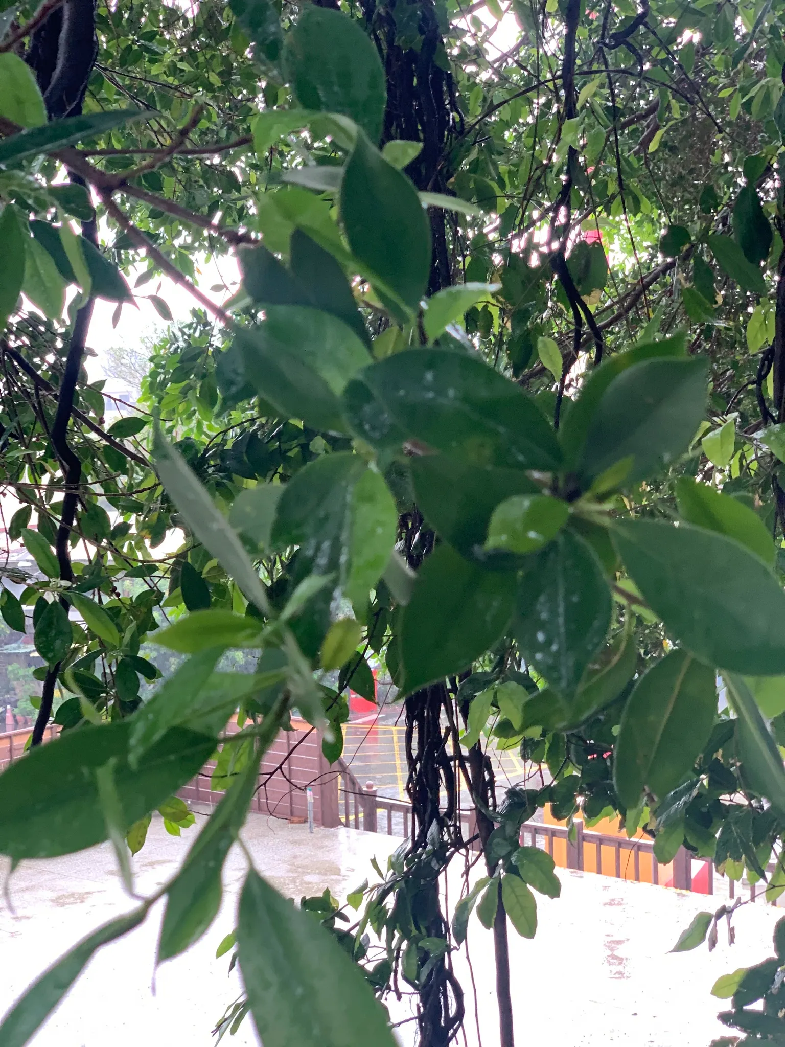 Indian Laurel Fig (Ficus Microcarpa) — This versatile species typically reaches 25 to 30 feet in height with a comparable spread; which along with, image 51