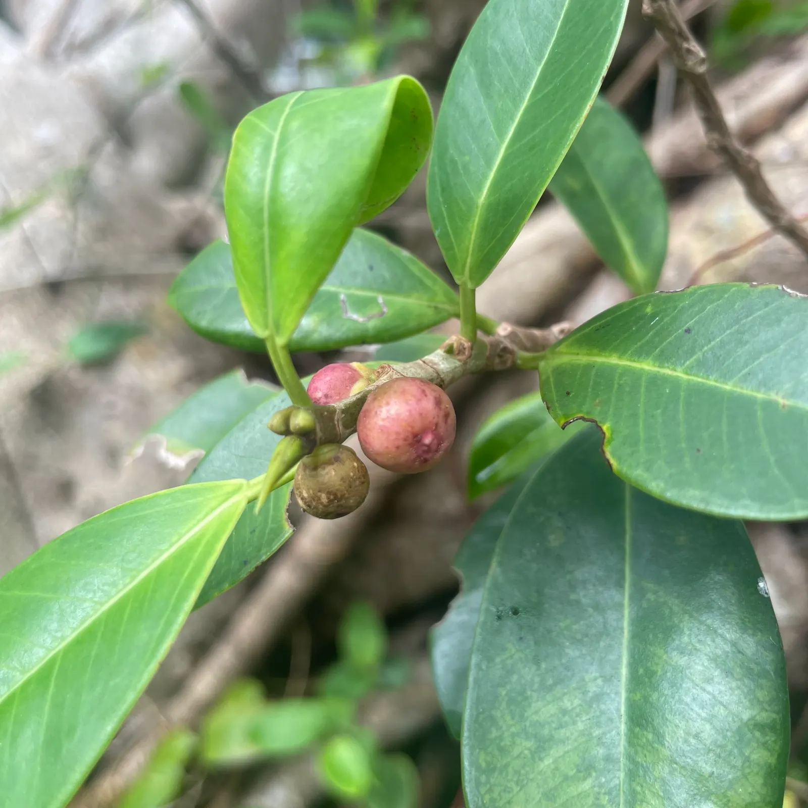 Indian Laurel Fig (Ficus Microcarpa) — lustrous foliage and impressive adaptability; which is perfect for creating cool outdoor living, image 129
