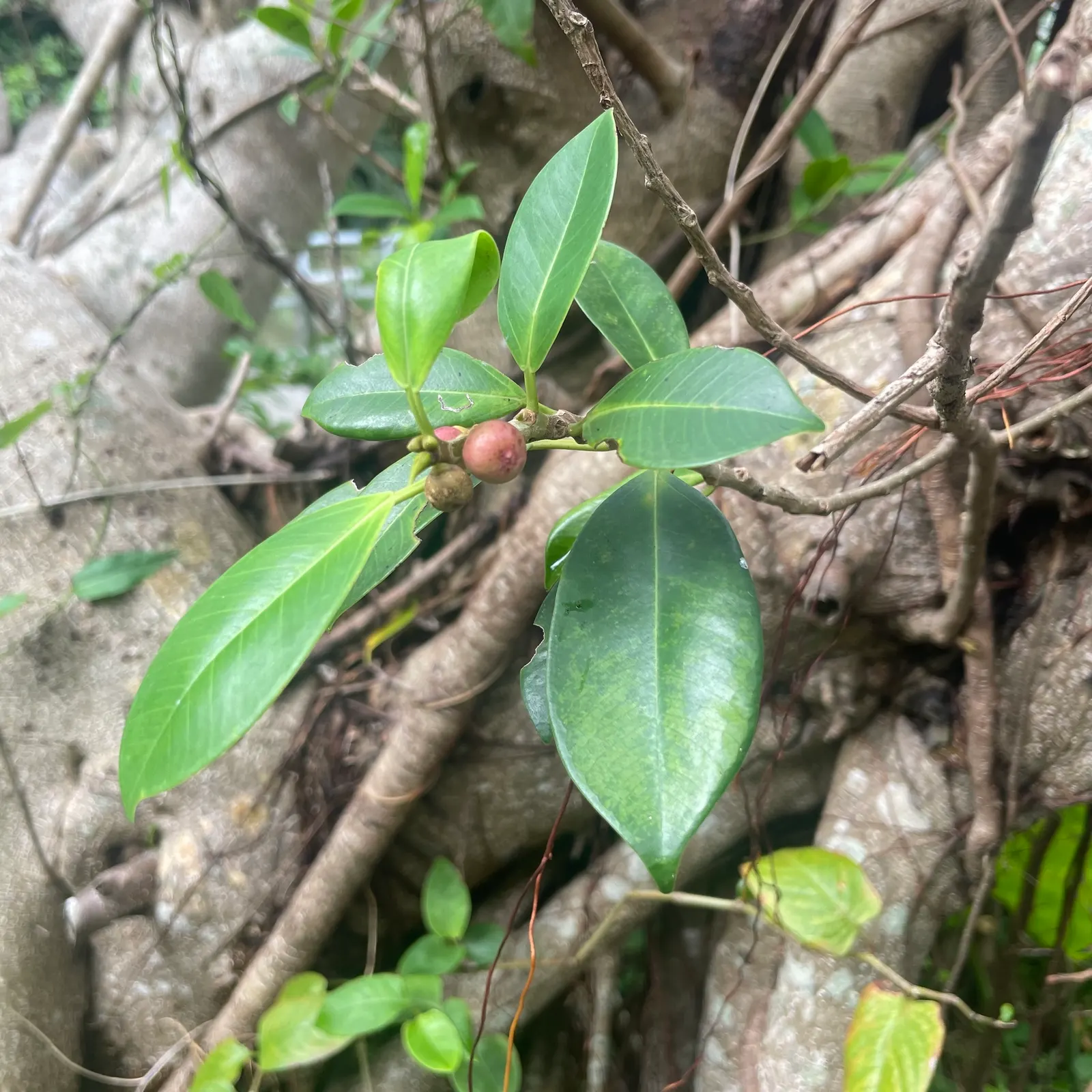 Indian Laurel Fig (Ficus Microcarpa) — which is perfect for creating cool outdoor living spaces.<br><br>Its leaves; lustrous foliage and impressive adaptability