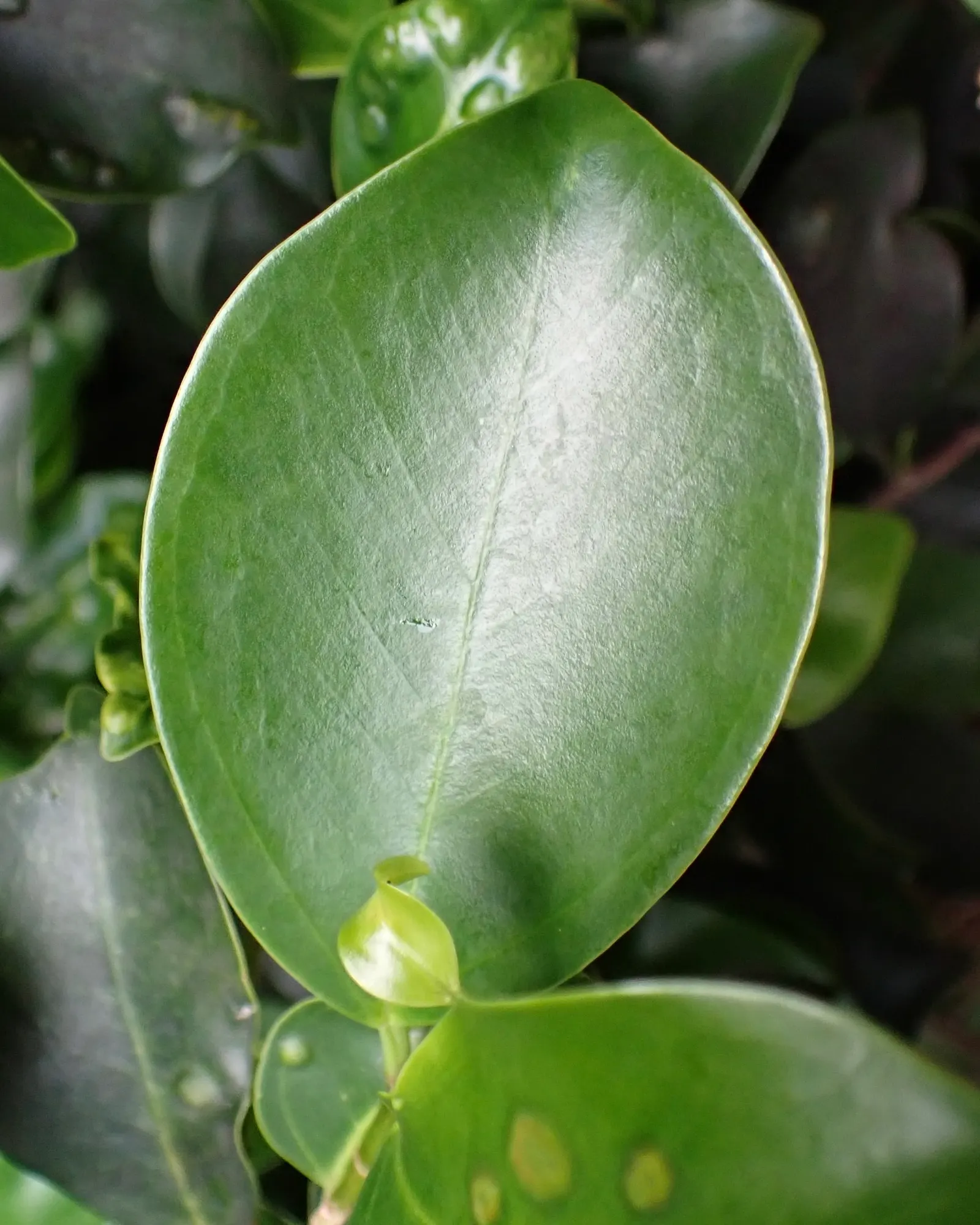 Indian Laurel Fig (Ficus Microcarpa) — Maintenance is generally moderate; however; regular watering is imperative, especially in dry conditions, to, image 116