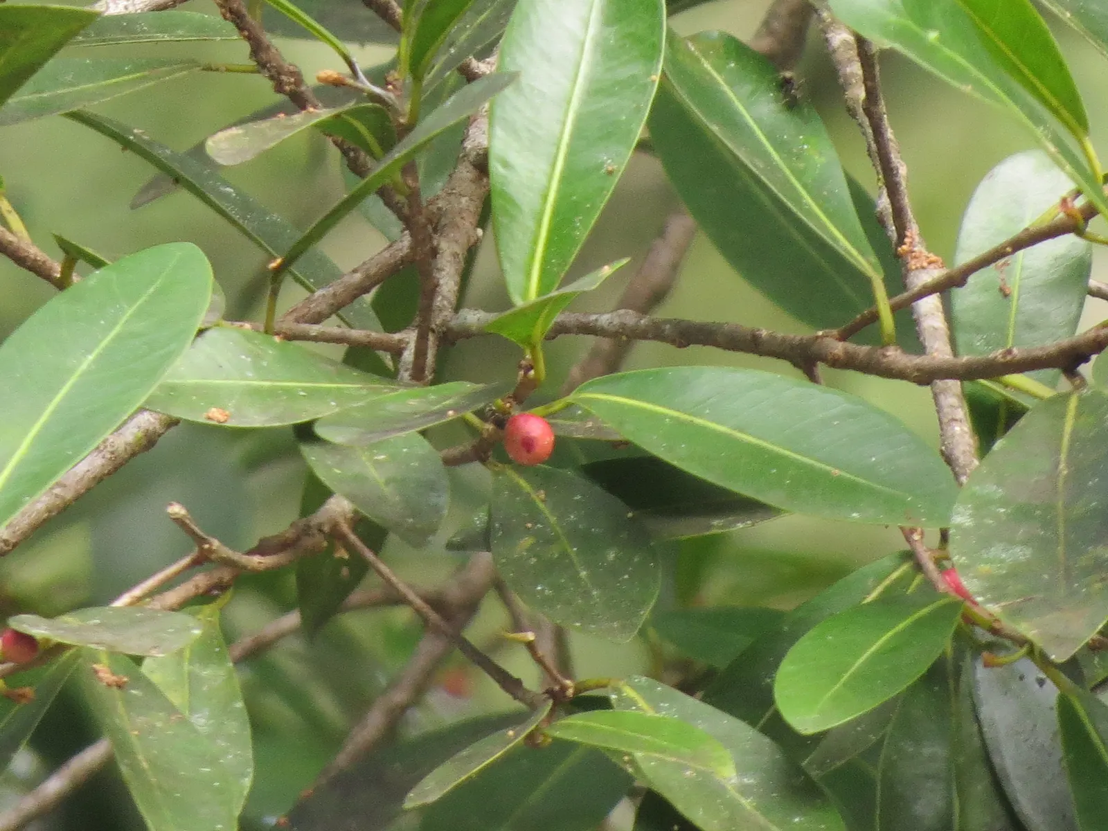 Indian Laurel Fig (Ficus Microcarpa) — The Indian Laurel Fig (Ficus microcarpa) is an evergreen tree renowned for its dense; its small, shiny, image 73