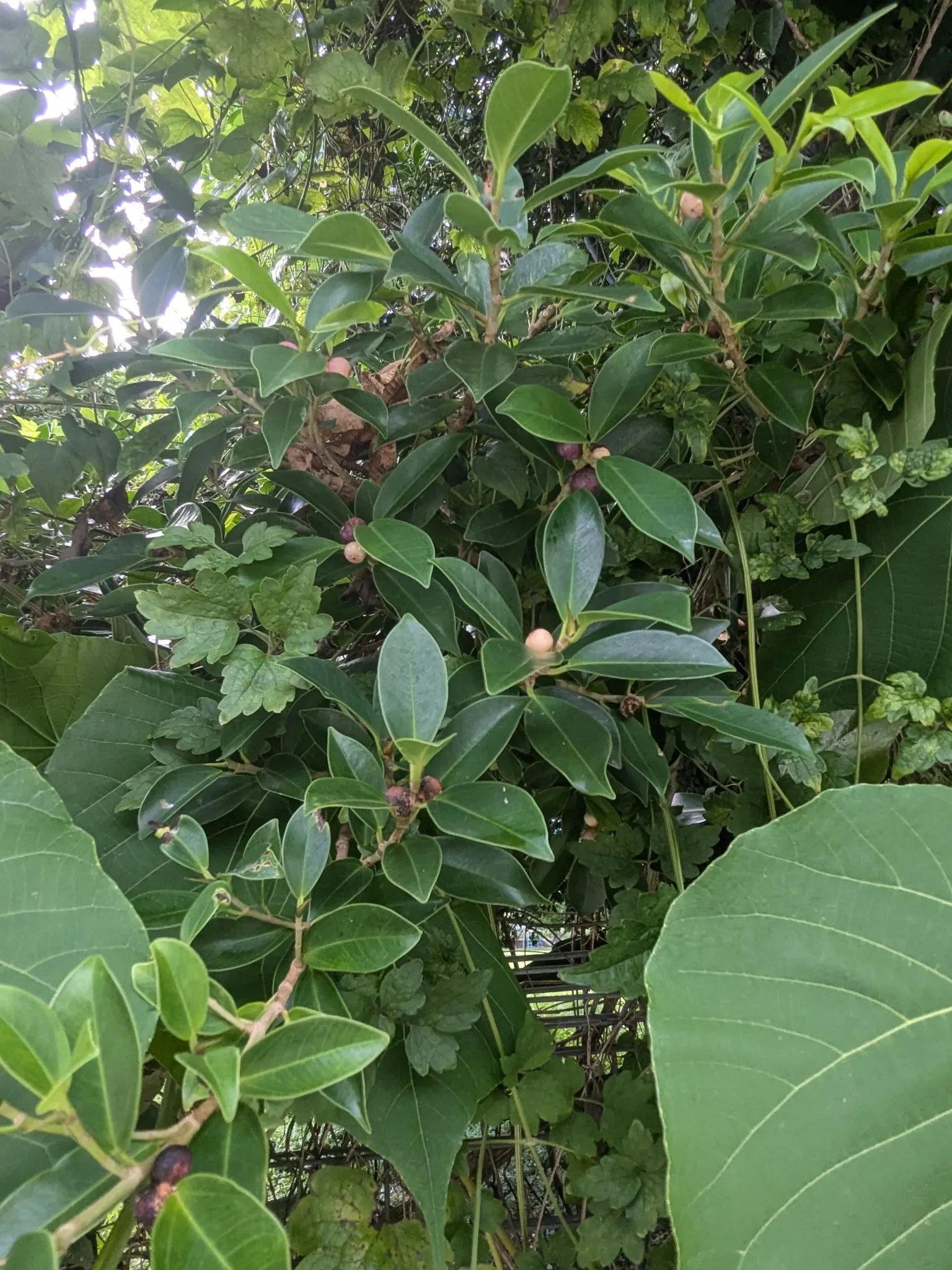 Indian Laurel Fig (Ficus Microcarpa) — Regular watering is imperative, especially in dry conditions, to establish a deep and extensive root system, image 65